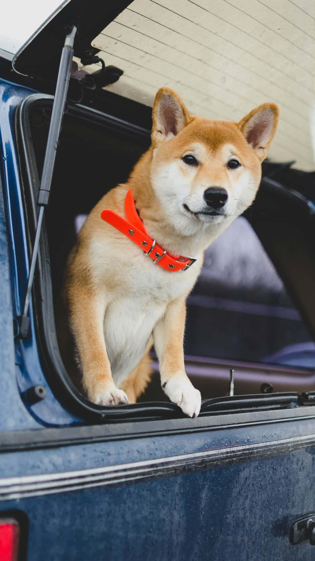 Shiba Inu, bright orange collar, open trunk, Full HD Phone Wallpaper