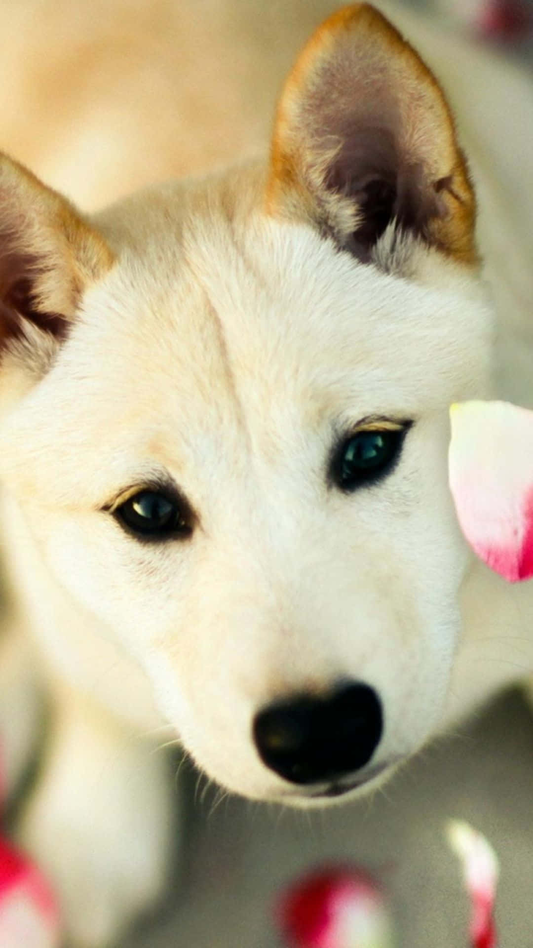 Shiba Inu, fluffy white puppy, striking blue eyes, Full HD Phone Wallpaper