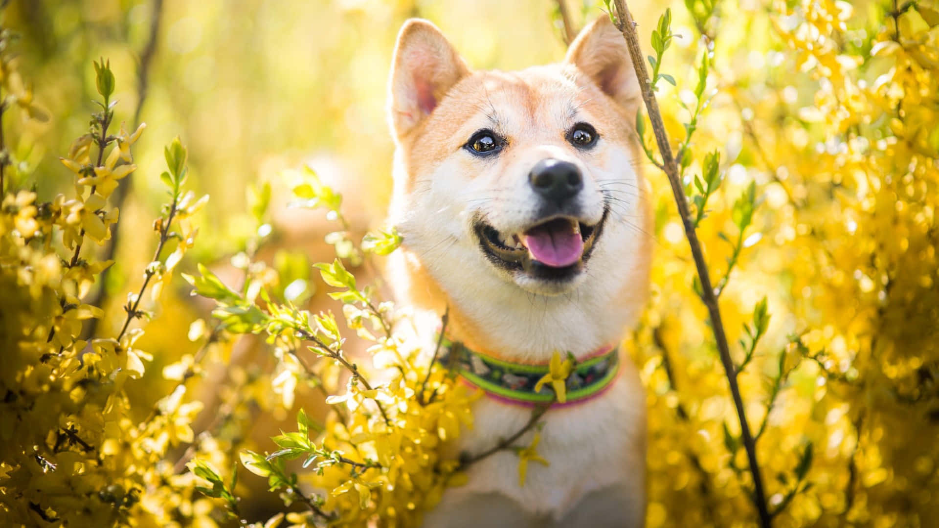 Shiba Inu, yellow forsythia blossoms, pink tongue, Full HD Desktop Wallpaper