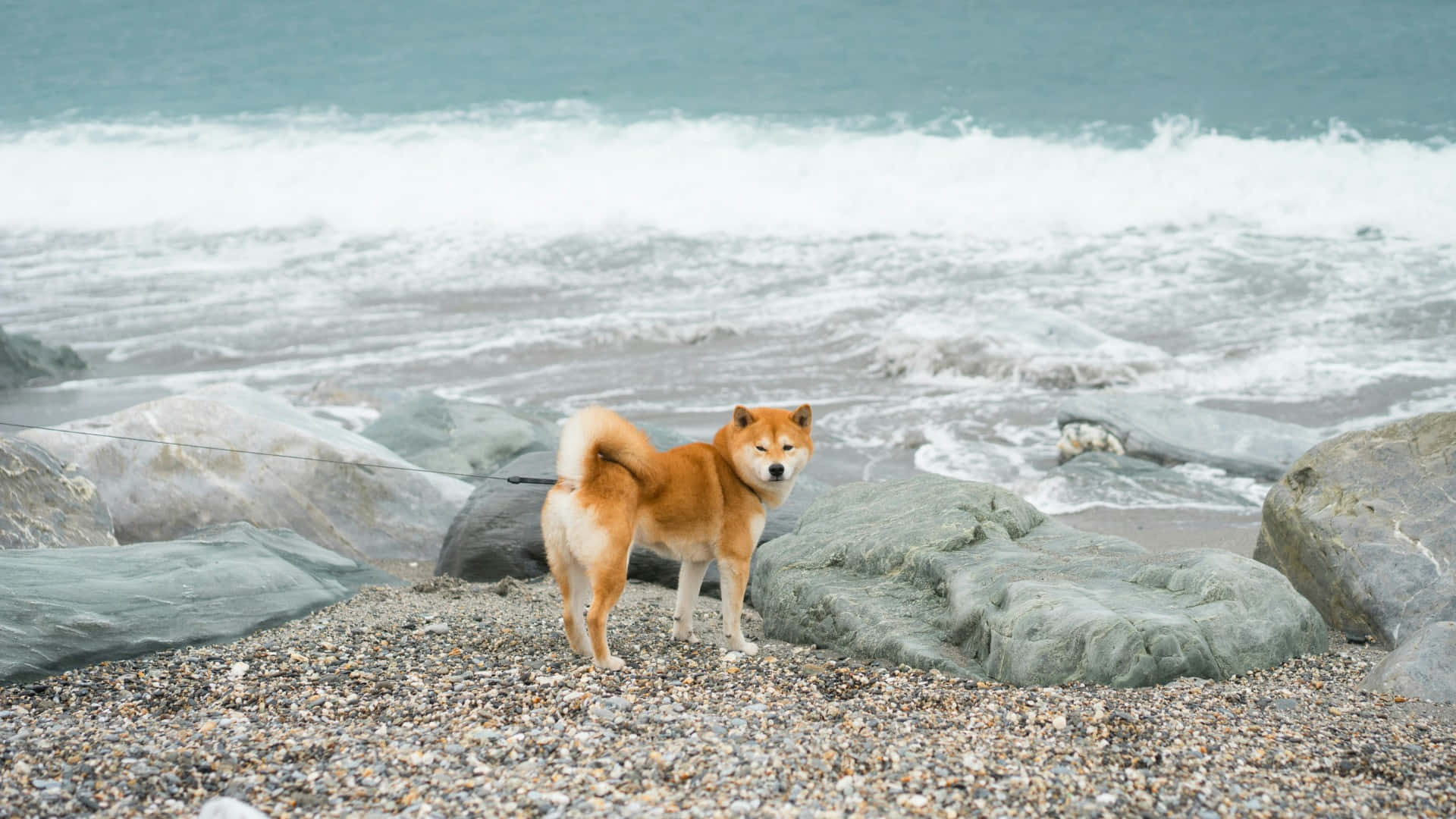 Shiba Inu, rocky beach, pebbled beach, Full HD Desktop Wallpaper