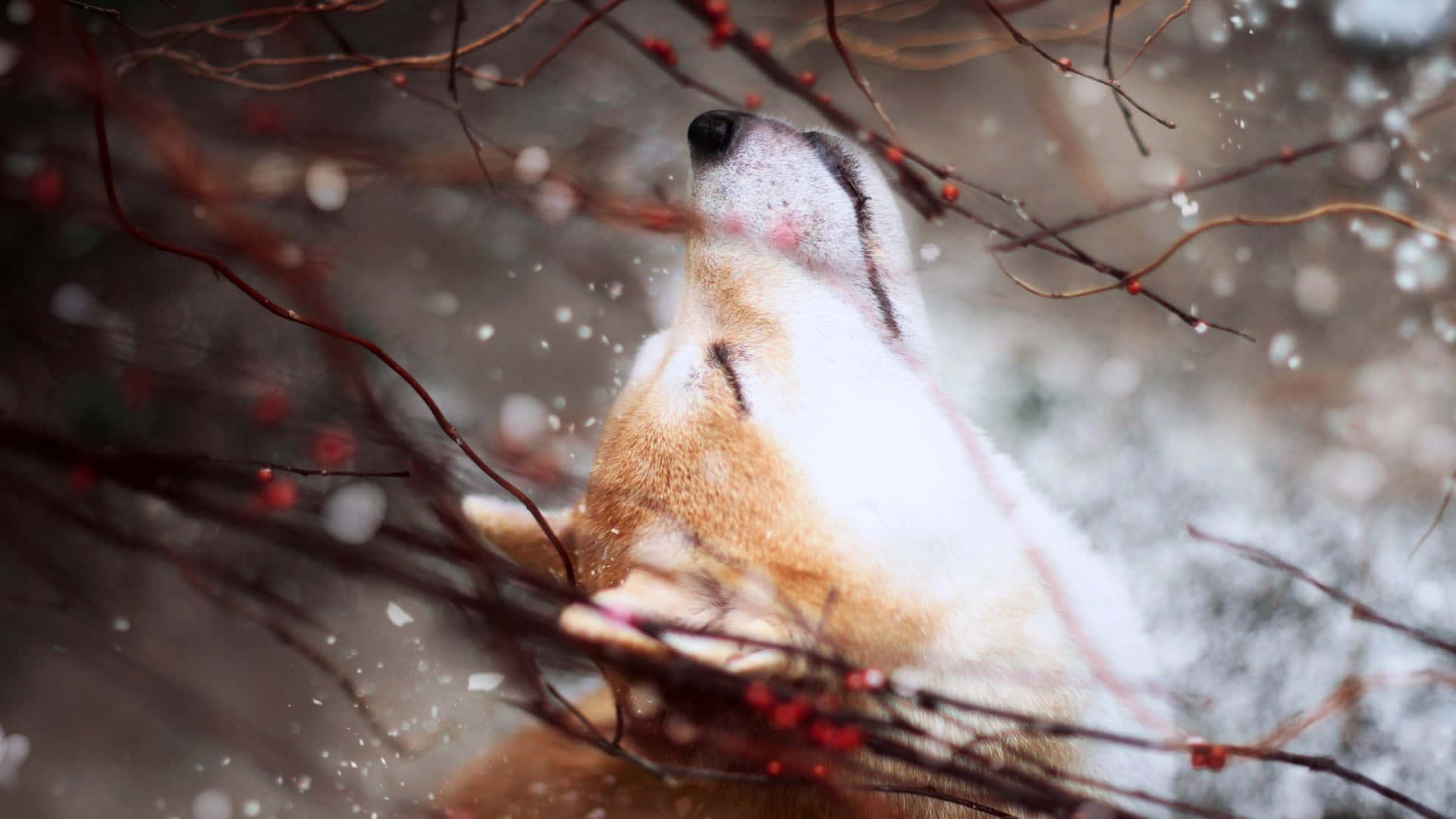 Shiba Inu, snow, white and tan fur, Full HD Desktop Wallpaper