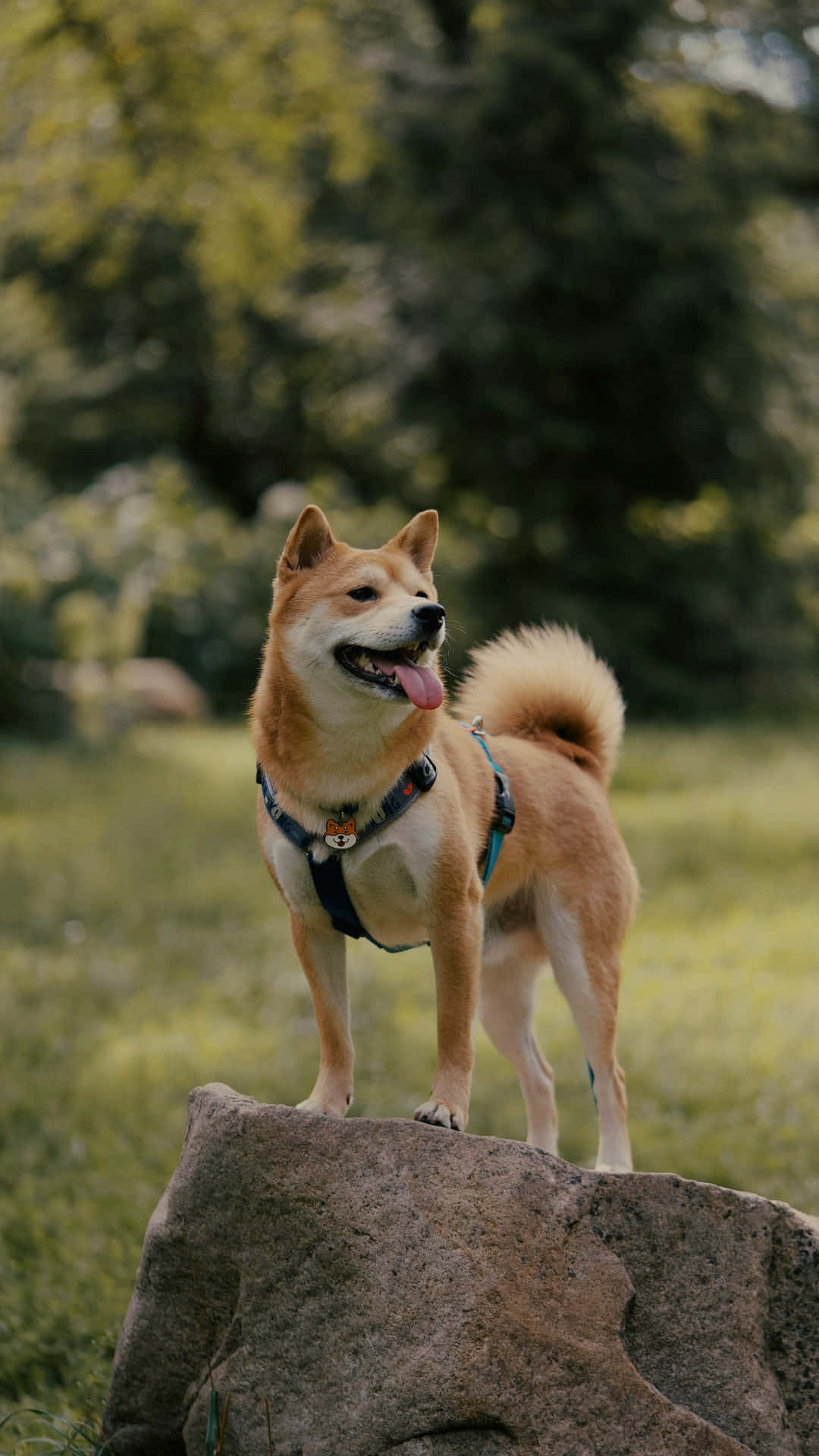Shiba Inu, mossy rock, sunlit forest clearing, Full HD Phone Wallpaper