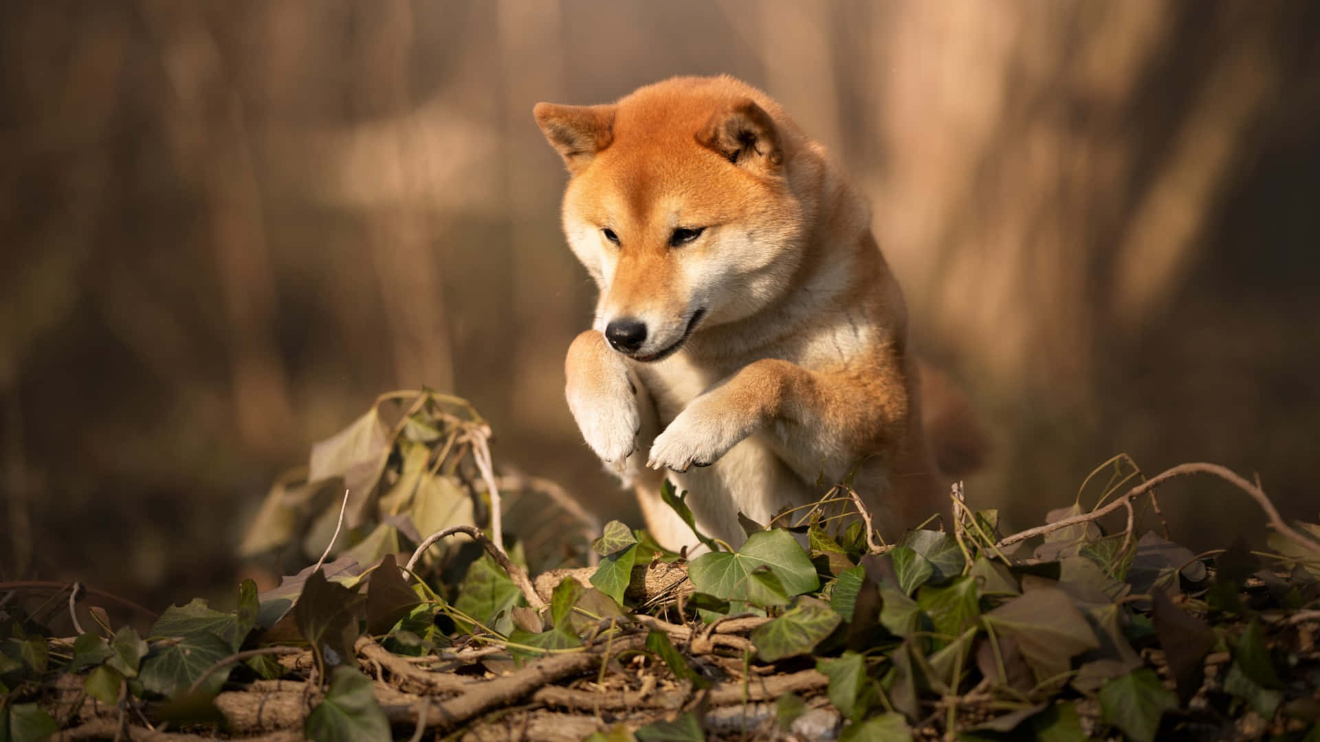 Shiba Inu, orange and white fur, green ivy, Full HD Desktop Wallpaper