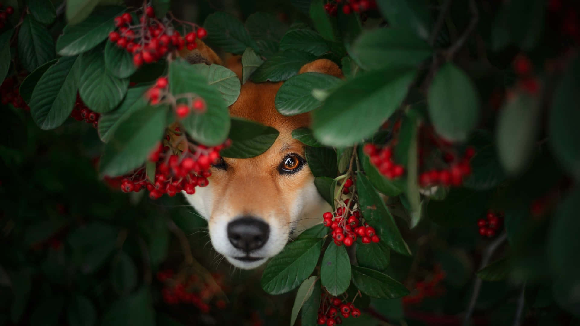 Shiba Inu, red berries, lush green leaves, Full HD Desktop Wallpaper