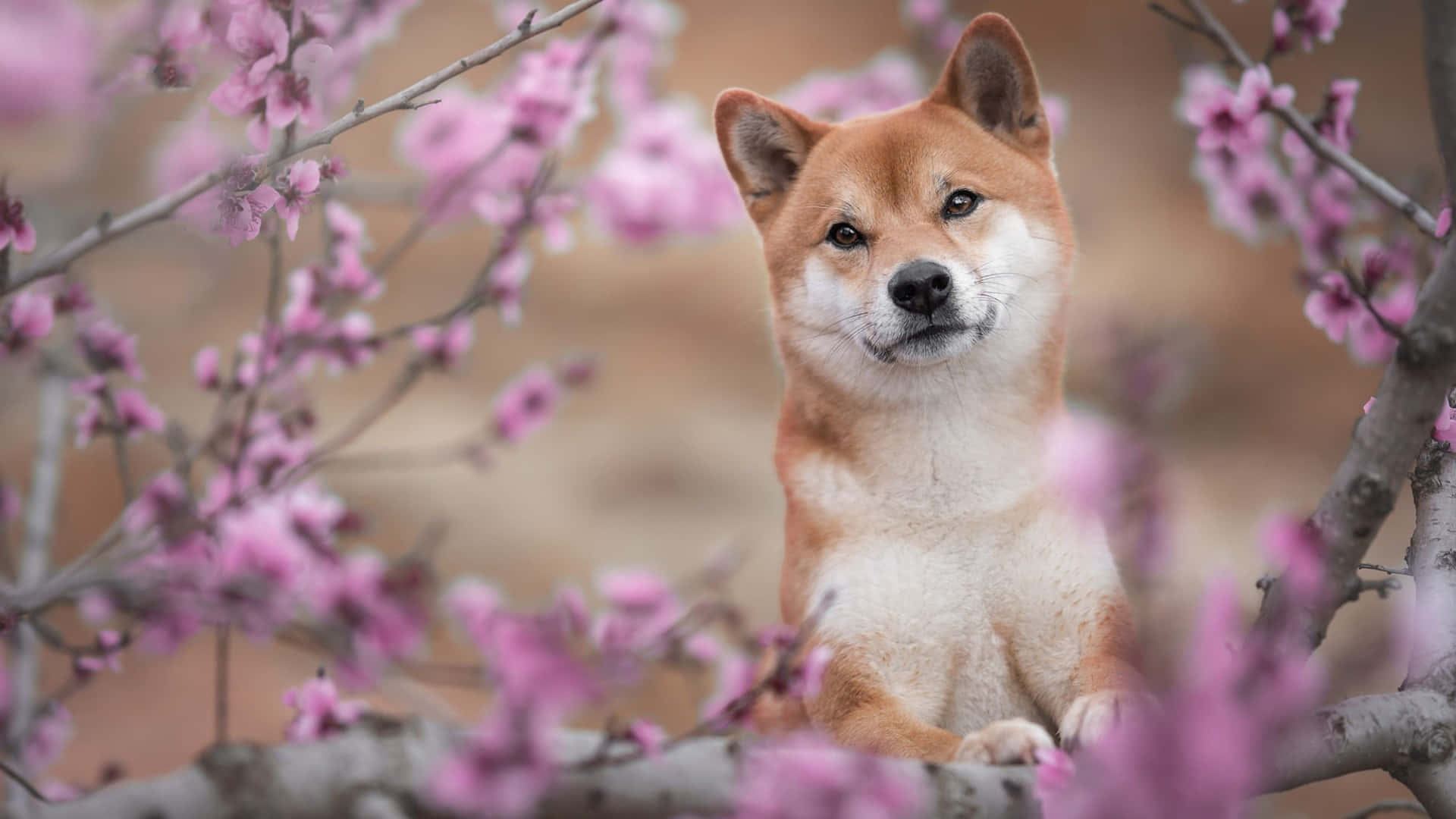 Shiba Inu, cherry blossoms, soft pink, Full HD Desktop Wallpaper
