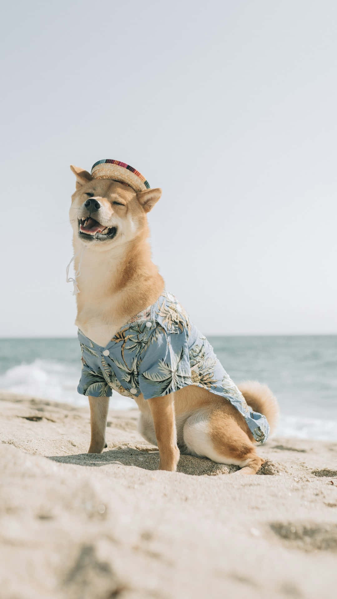 Shiba Inu, straw hat, floral shirt, Full HD Phone Wallpaper