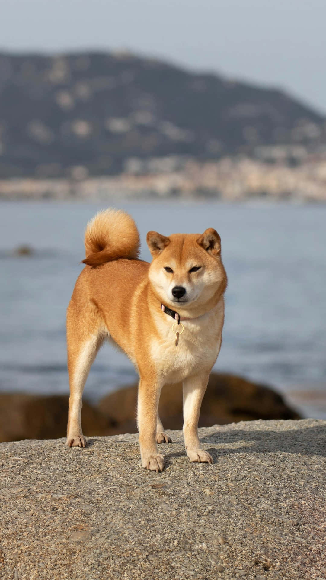 Shiba Inu, sea, sunlit rock, Full HD Phone Wallpaper