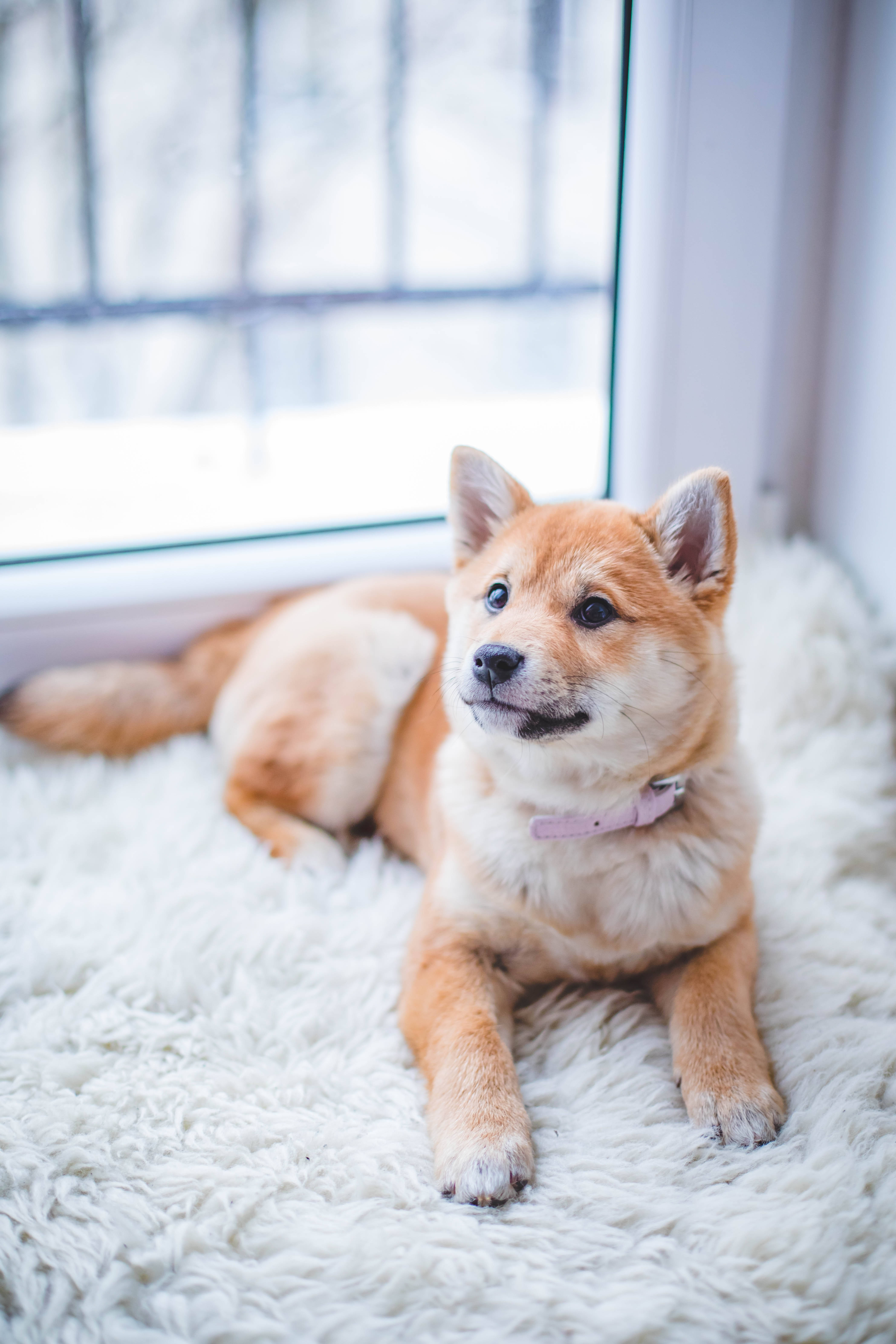 Shiba Inu, tan, white rug, 5K Phone Wallpaper