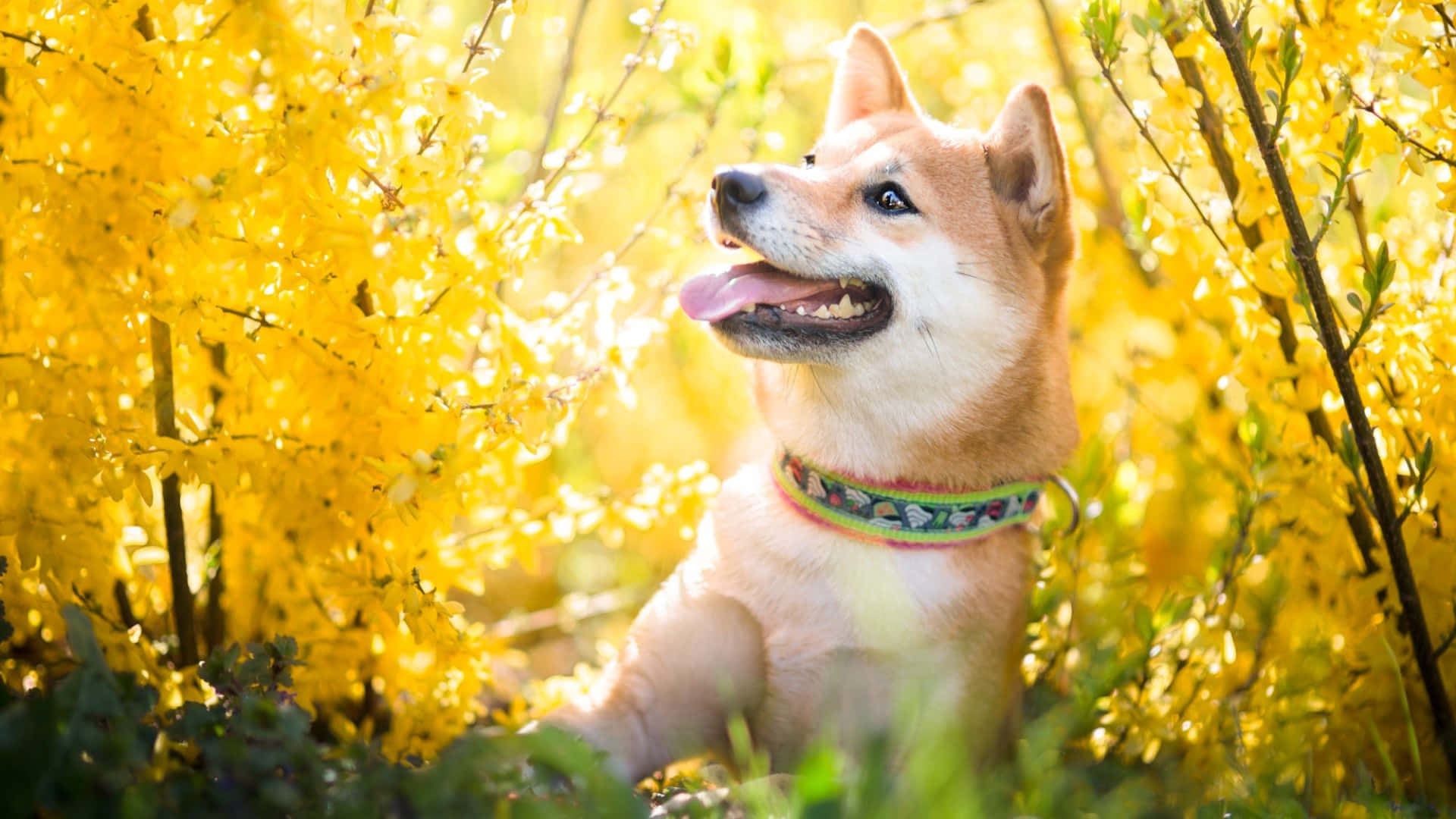 Shiba Inu, autumn light, bright yellow forsythia blossoms, Full HD Desktop Wallpaper