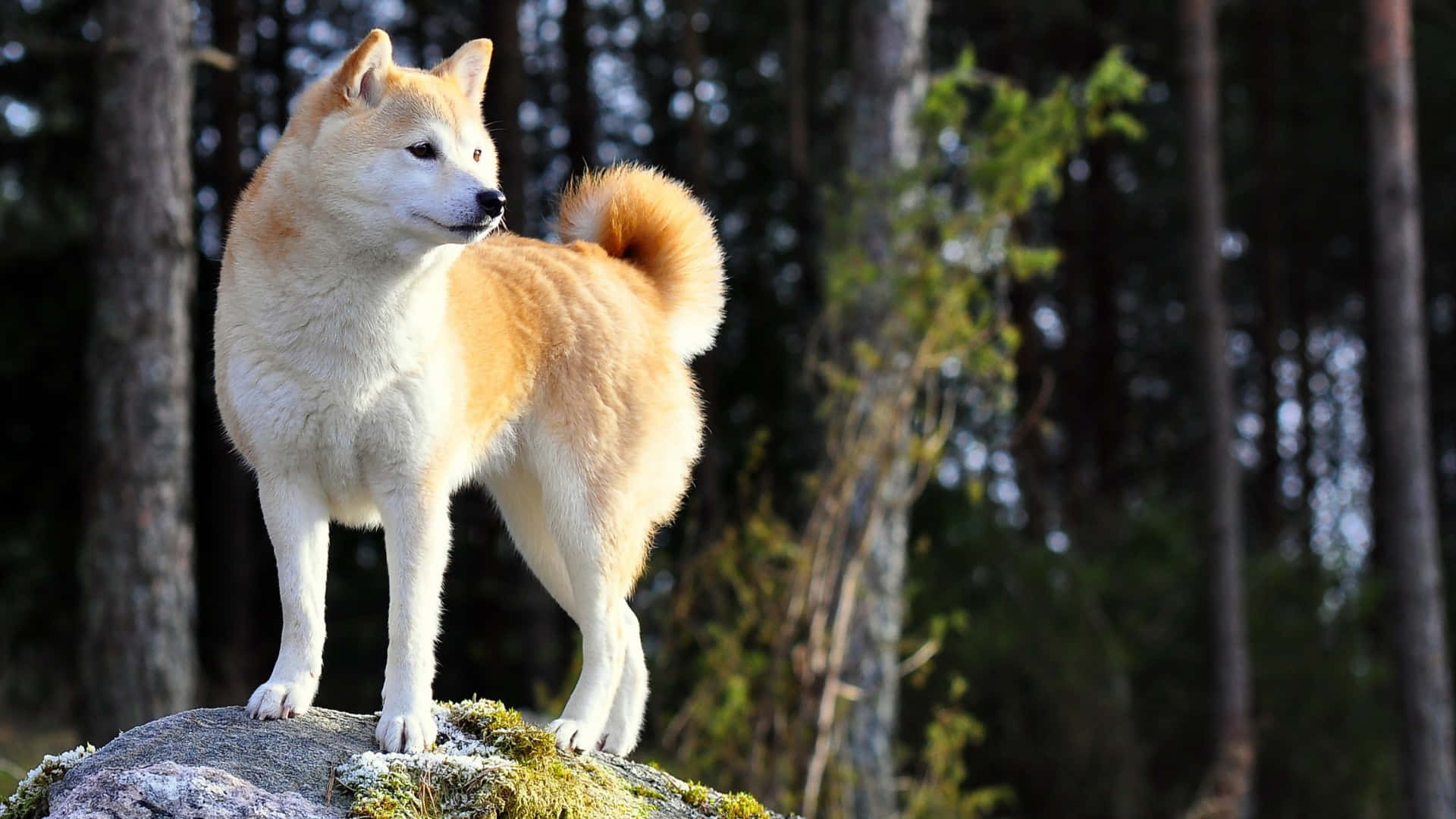 Shiba Inu, tan and white, mossy rock, Full HD Desktop Wallpaper