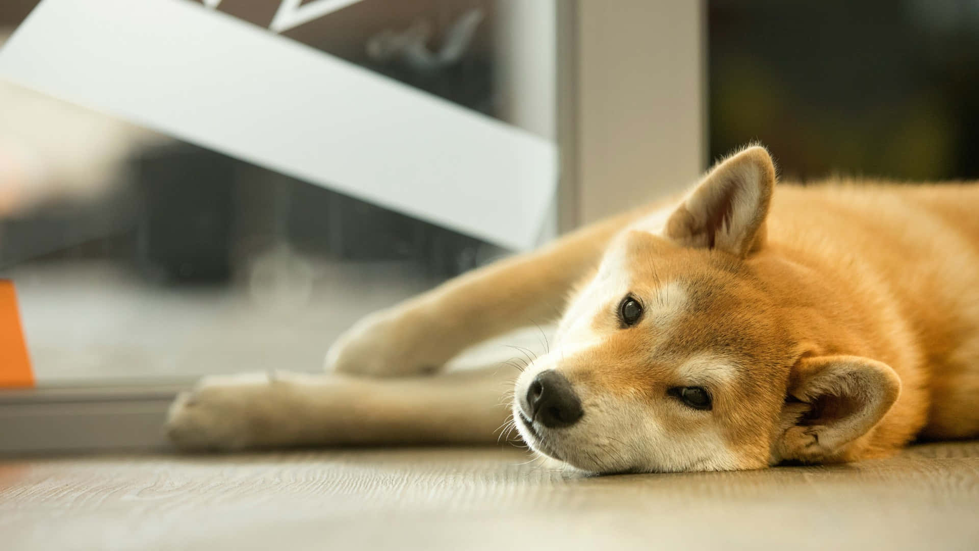Shiba Inu, light wood floor, glass door, Full HD Desktop Wallpaper