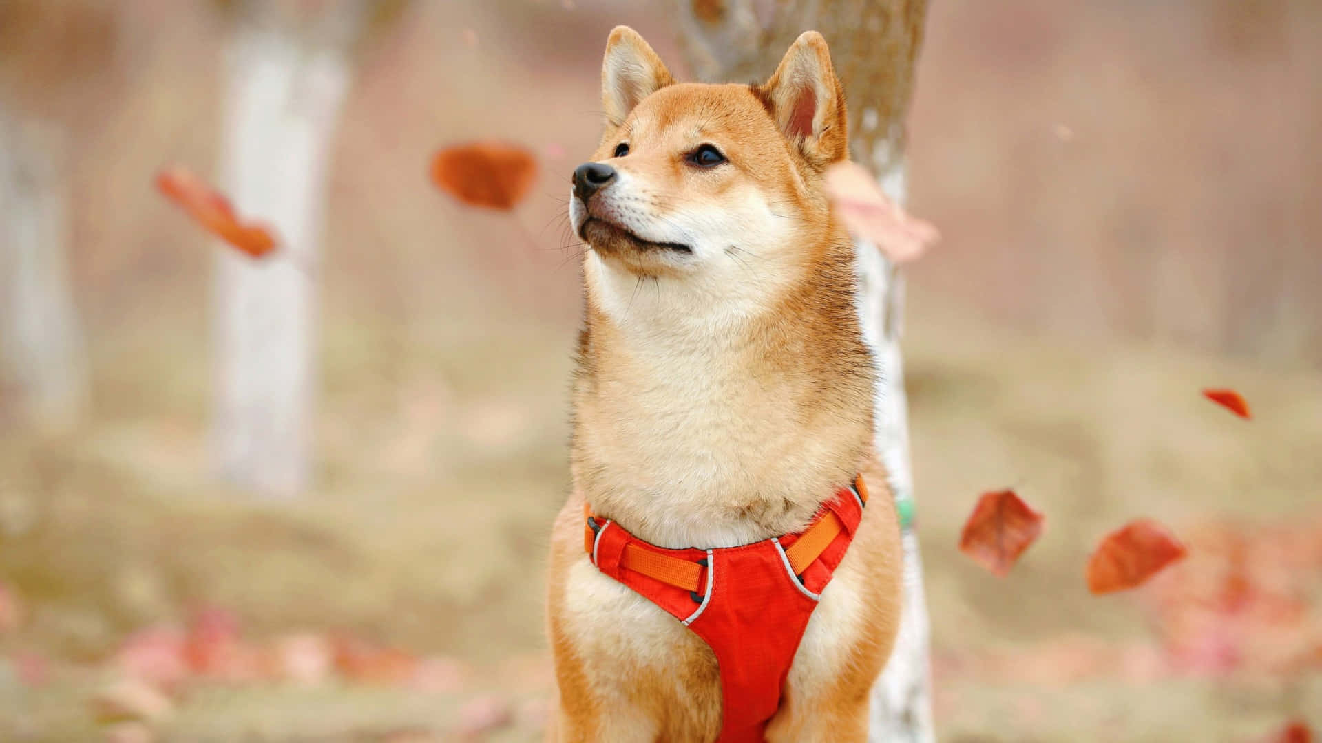 Shiba Inu, autumn, red harness, Full HD Desktop Wallpaper