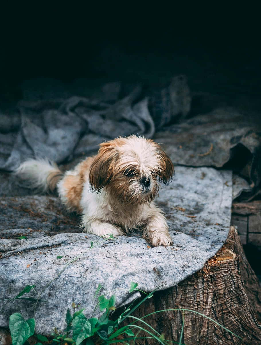 Shih Tzu, brown and white fur, gray blanket, SD Phone Wallpaper