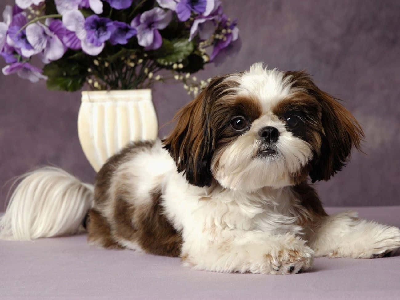 Shih Tzu, brown and white, vase of purple flowers, HD Desktop Wallpaper