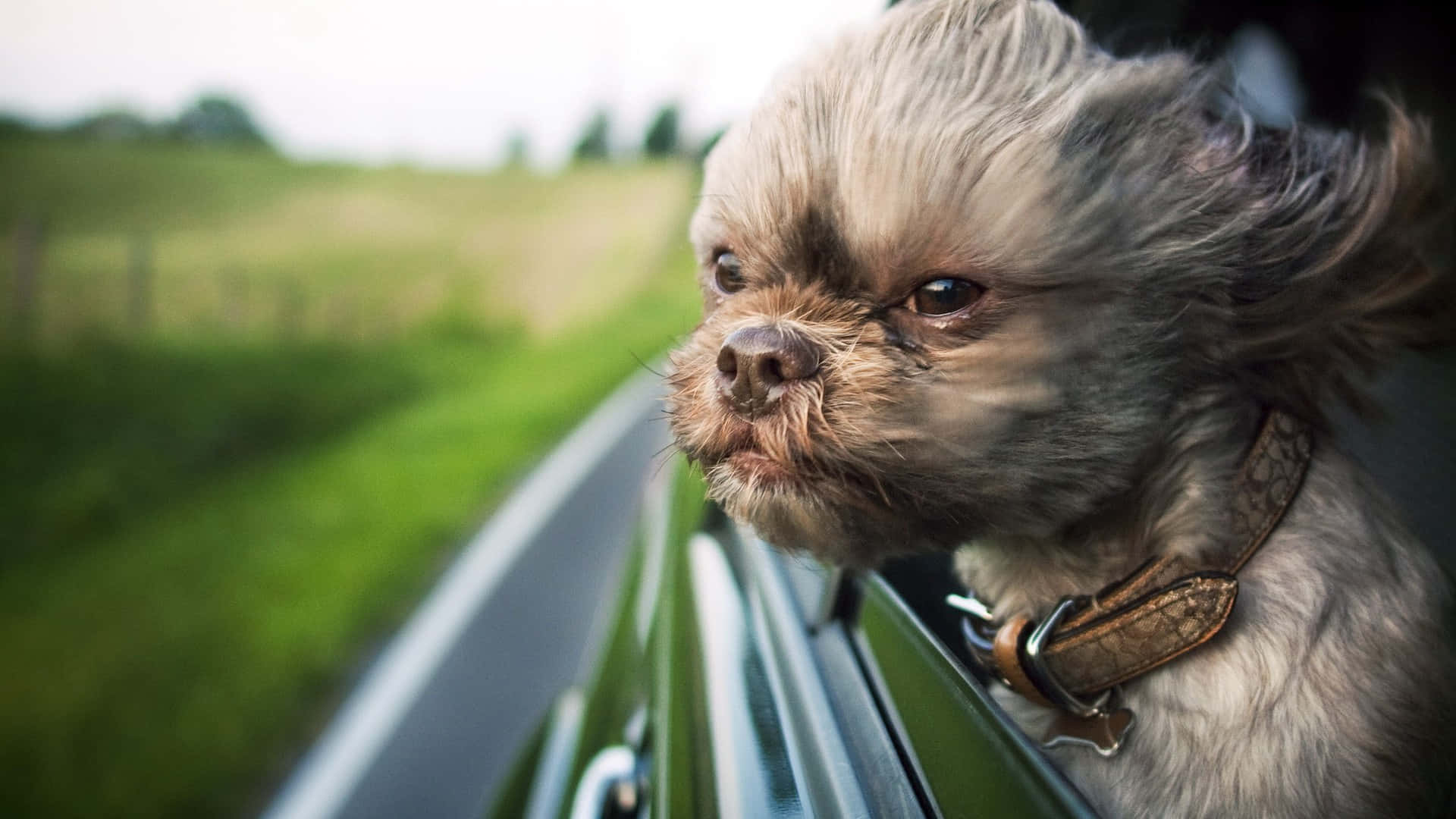 shih tzu, car window, green roadside, Full HD Desktop Wallpaper