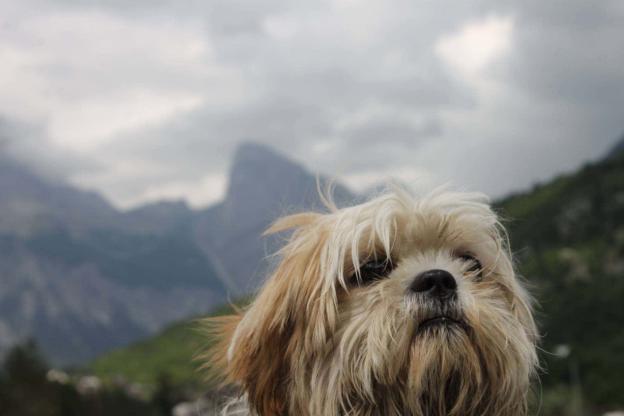 Shih tzu, misty mountains, cloudy sky, Full HD Desktop Wallpaper