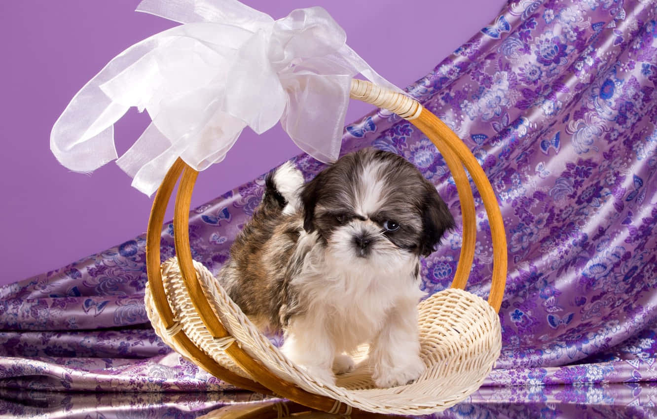 Shih Tzu, wicker basket, white bow, HD Desktop Wallpaper