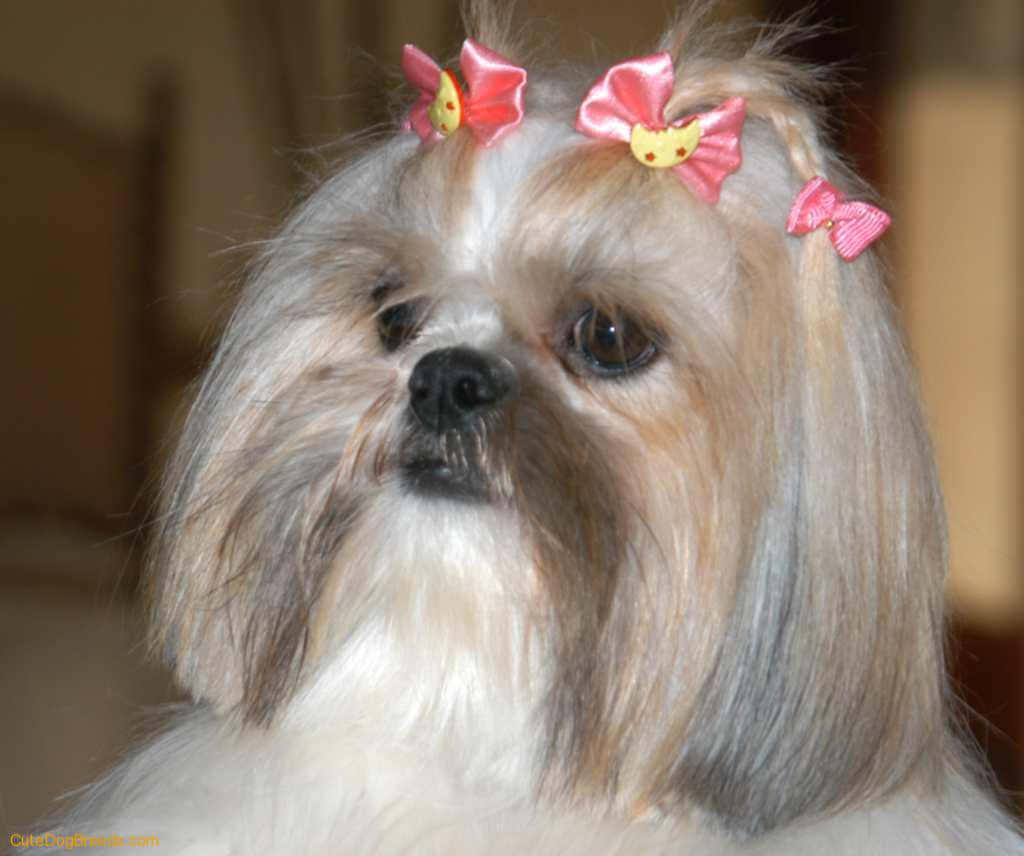 Shih Tzu, pink bows, long silky fur, SD Desktop Wallpaper