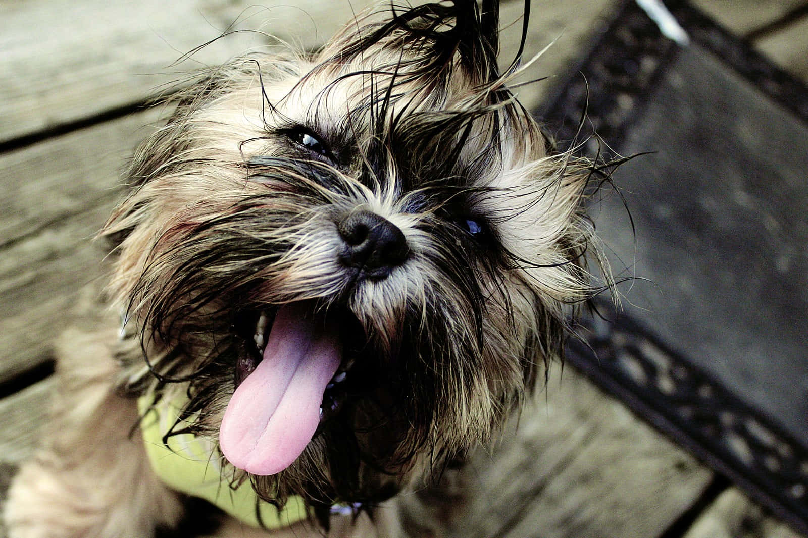 Shih Tzu, pink tongue, wet shaggy dog, HD Desktop Wallpaper