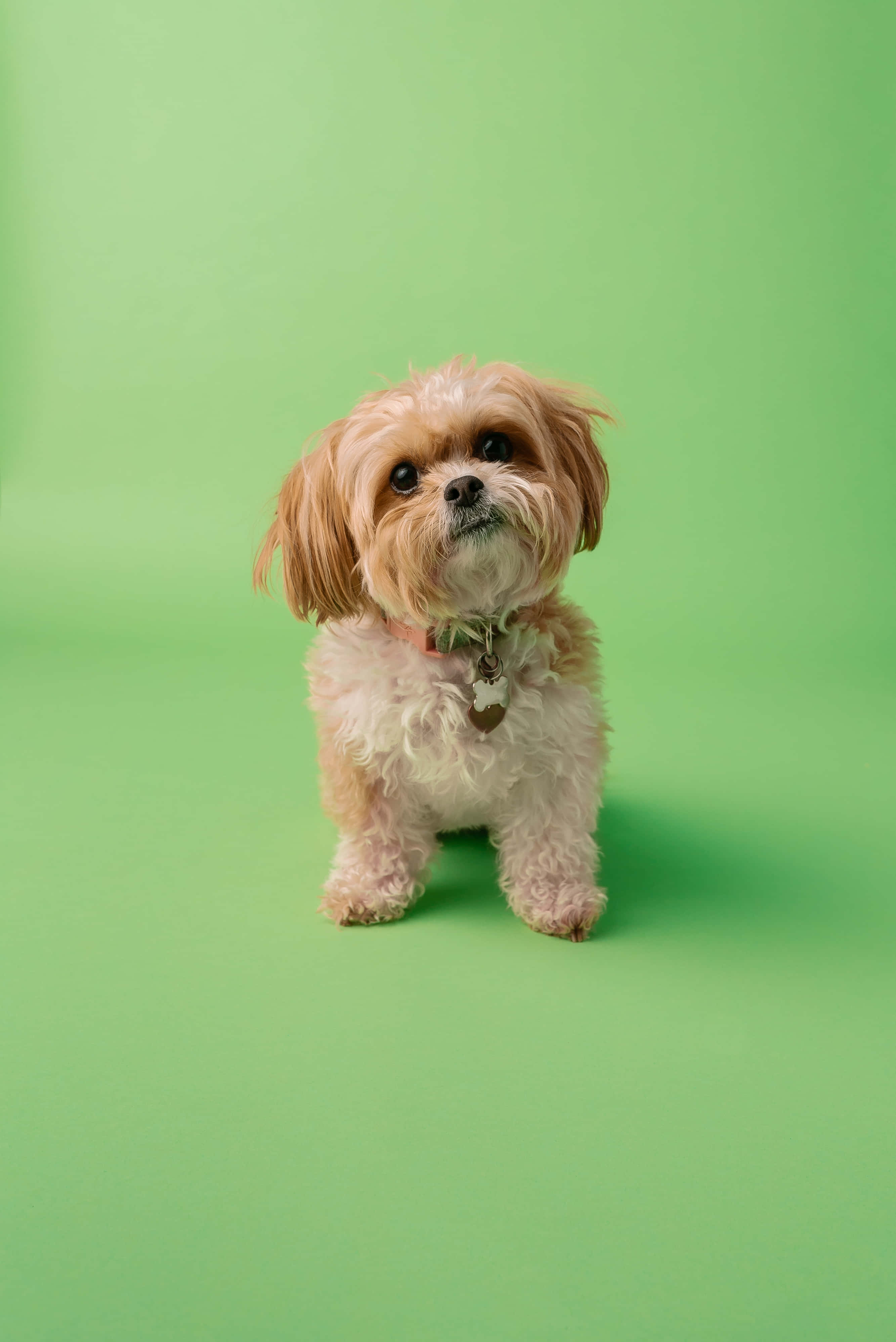 Shih Tzu, green studio background, light brown, 4K Phone Wallpaper