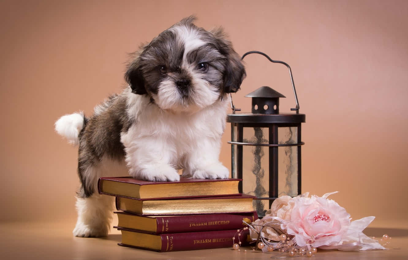 Shih Tzu, stack of books, vintage books, HD Desktop Wallpaper