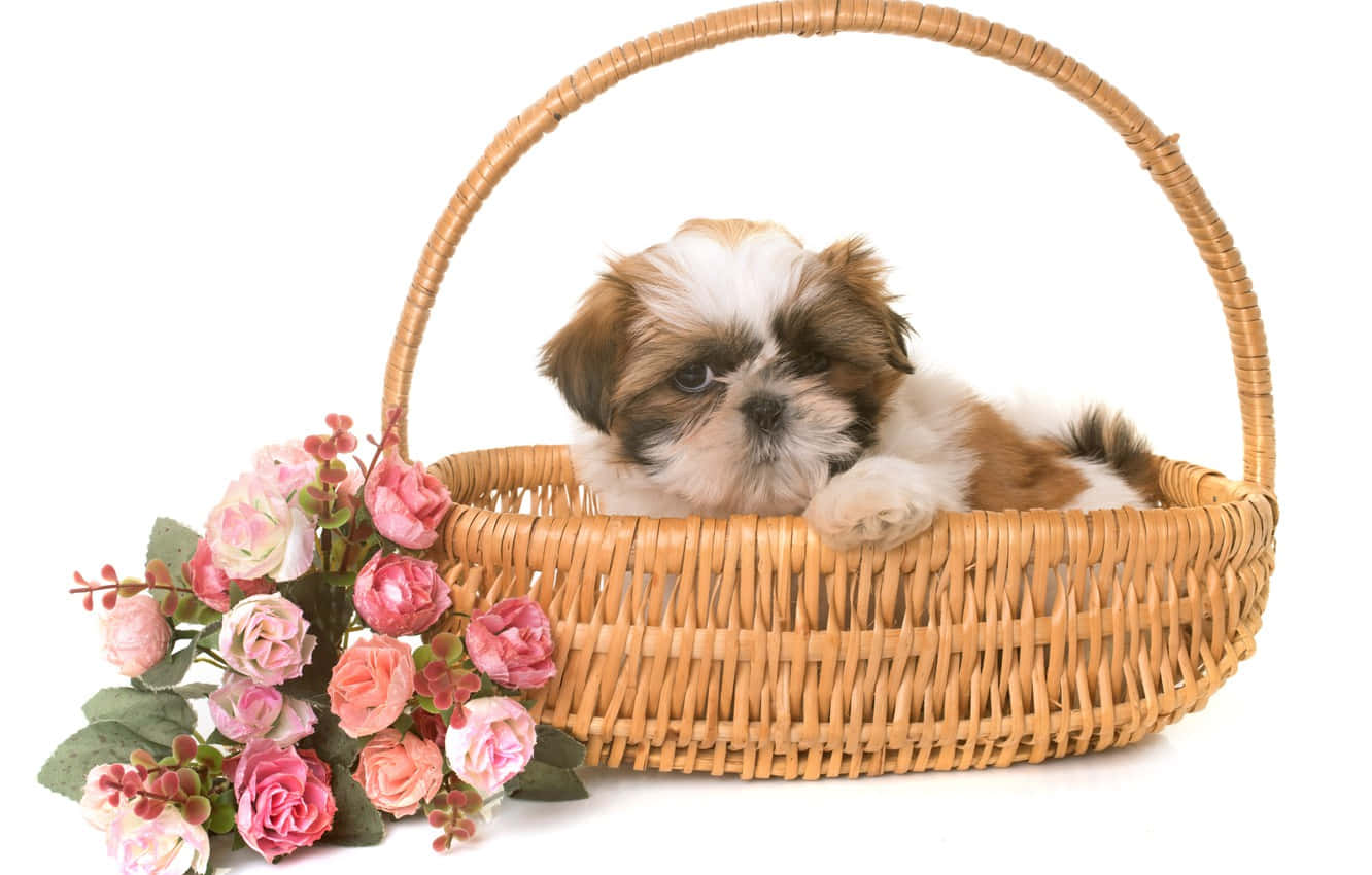 Shih Tzu, wicker basket, pink roses, HD Desktop Wallpaper