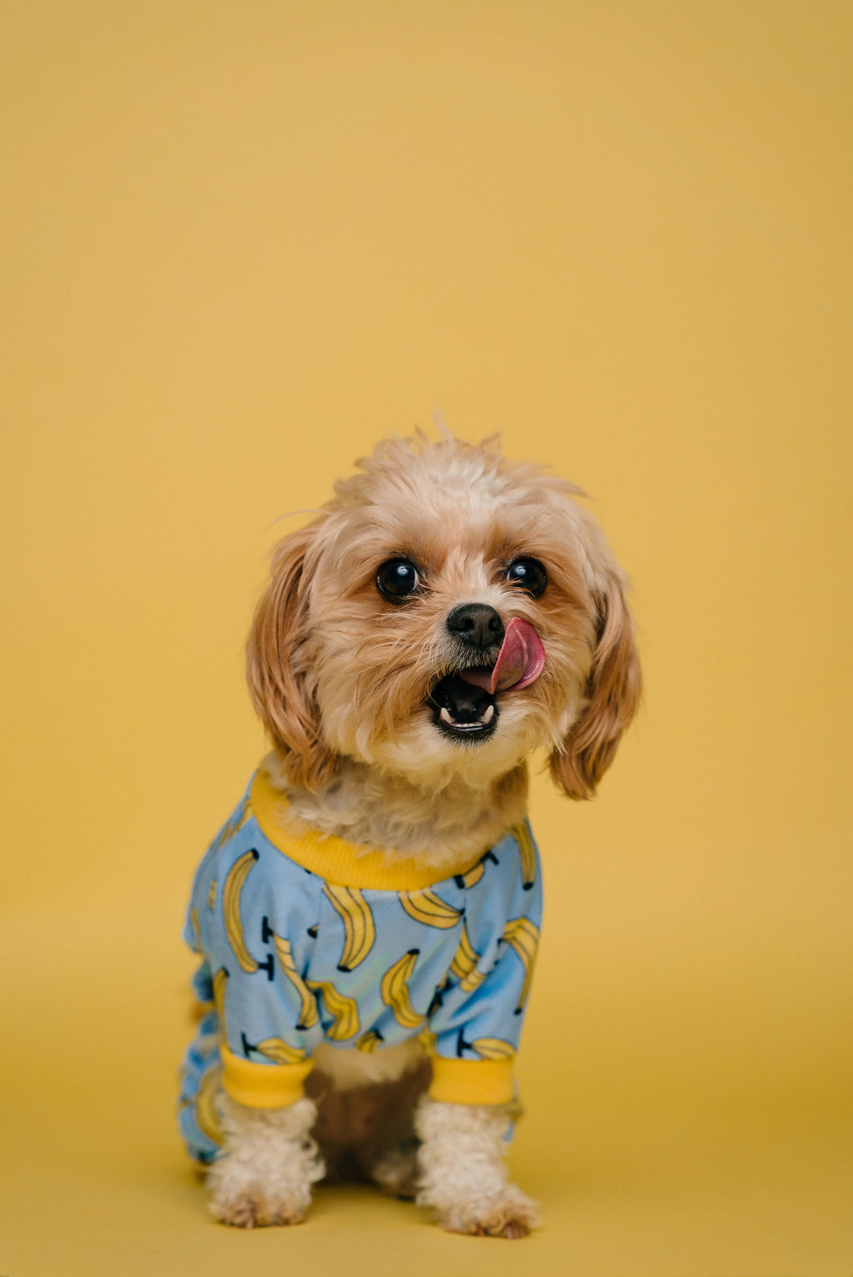 Shih Tzu, banana-print pajamas, solid yellow background, 4K Phone Wallpaper