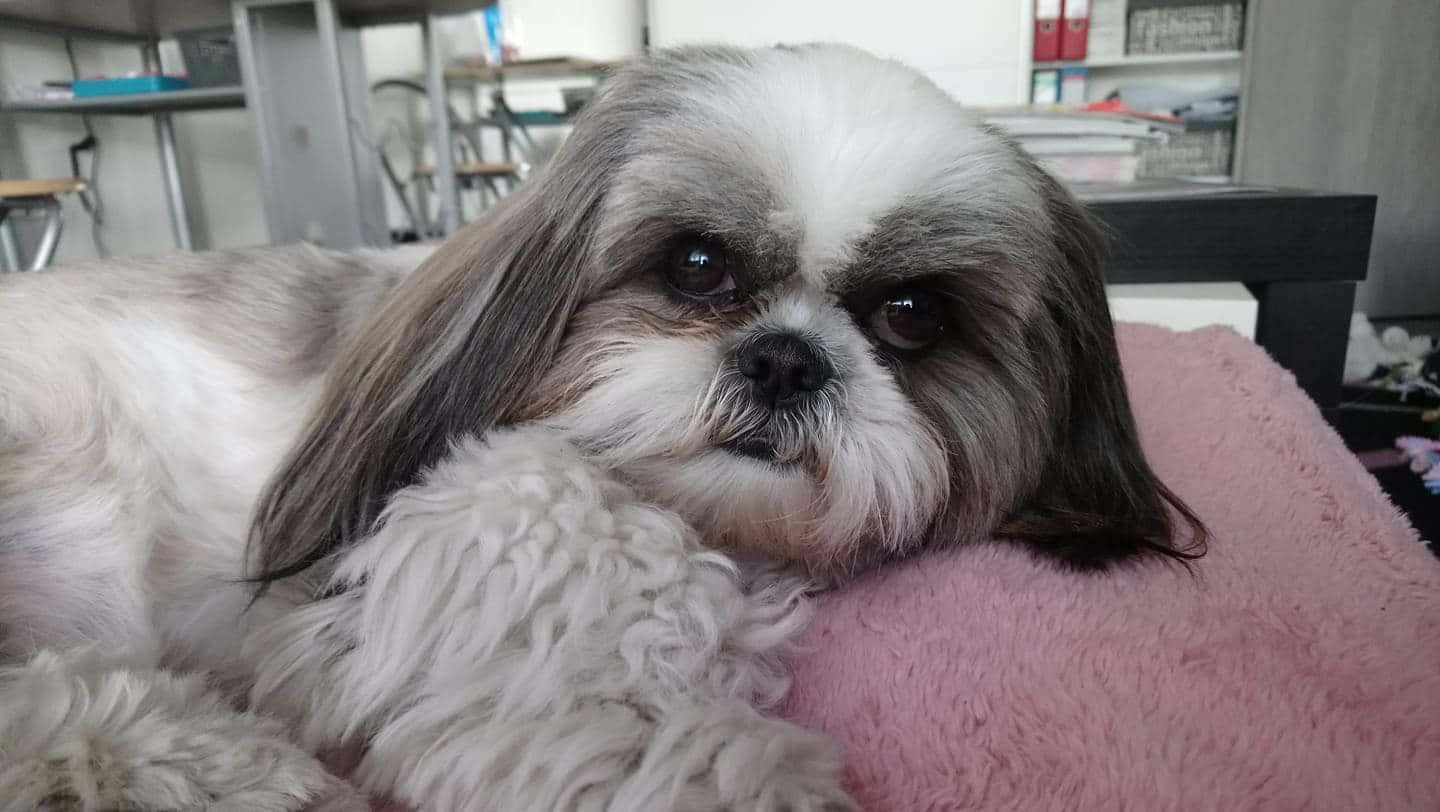 Shih Tzu, gray and white fur, pink cushion, HD Desktop Wallpaper