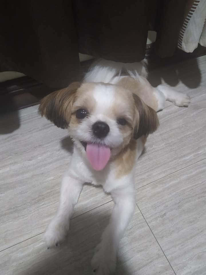 tri colored shih tzu, floppy ears, pink tongue, SD Phone Wallpaper