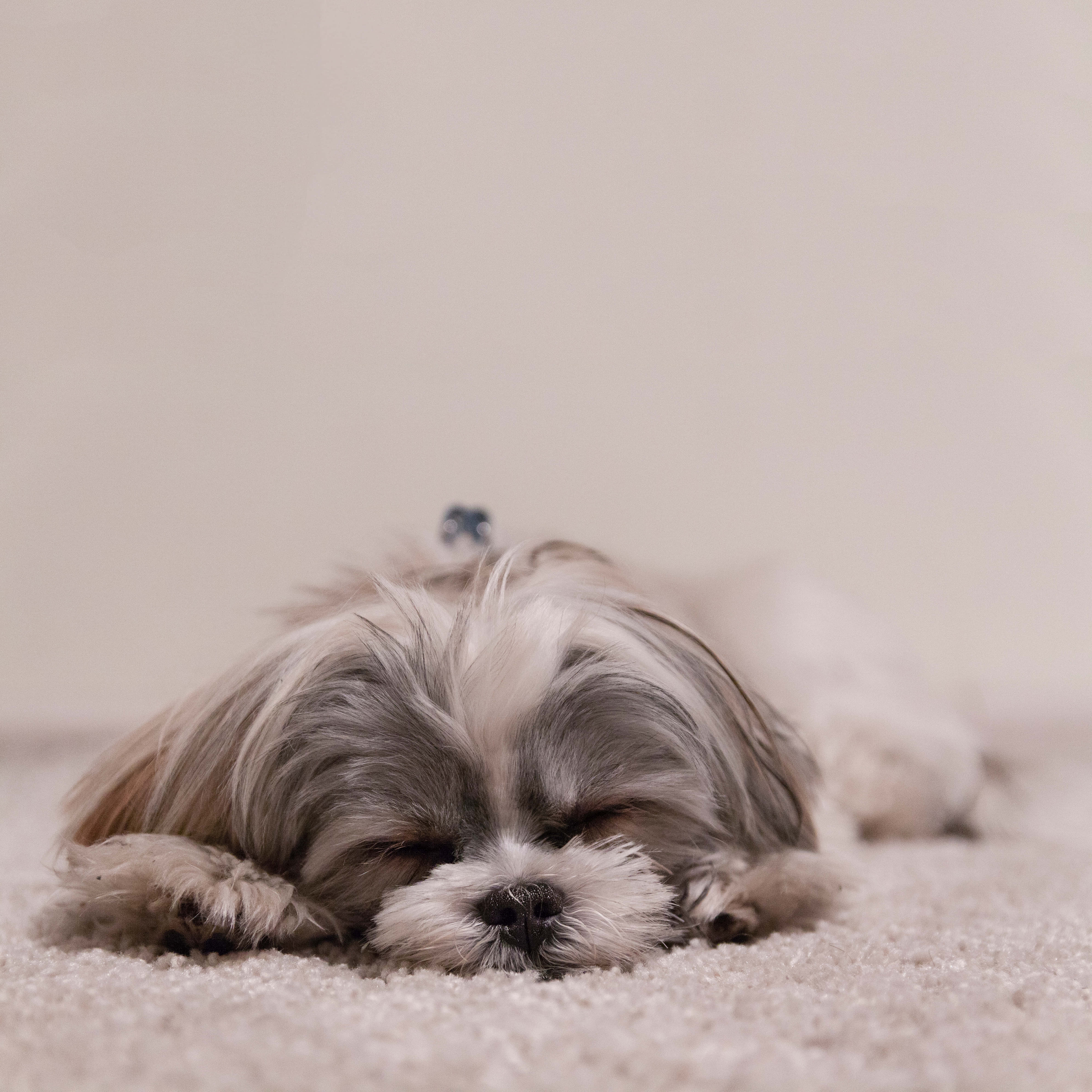 shih tzu, fluffy, sleeps peacefully, 4K Desktop Wallpaper
