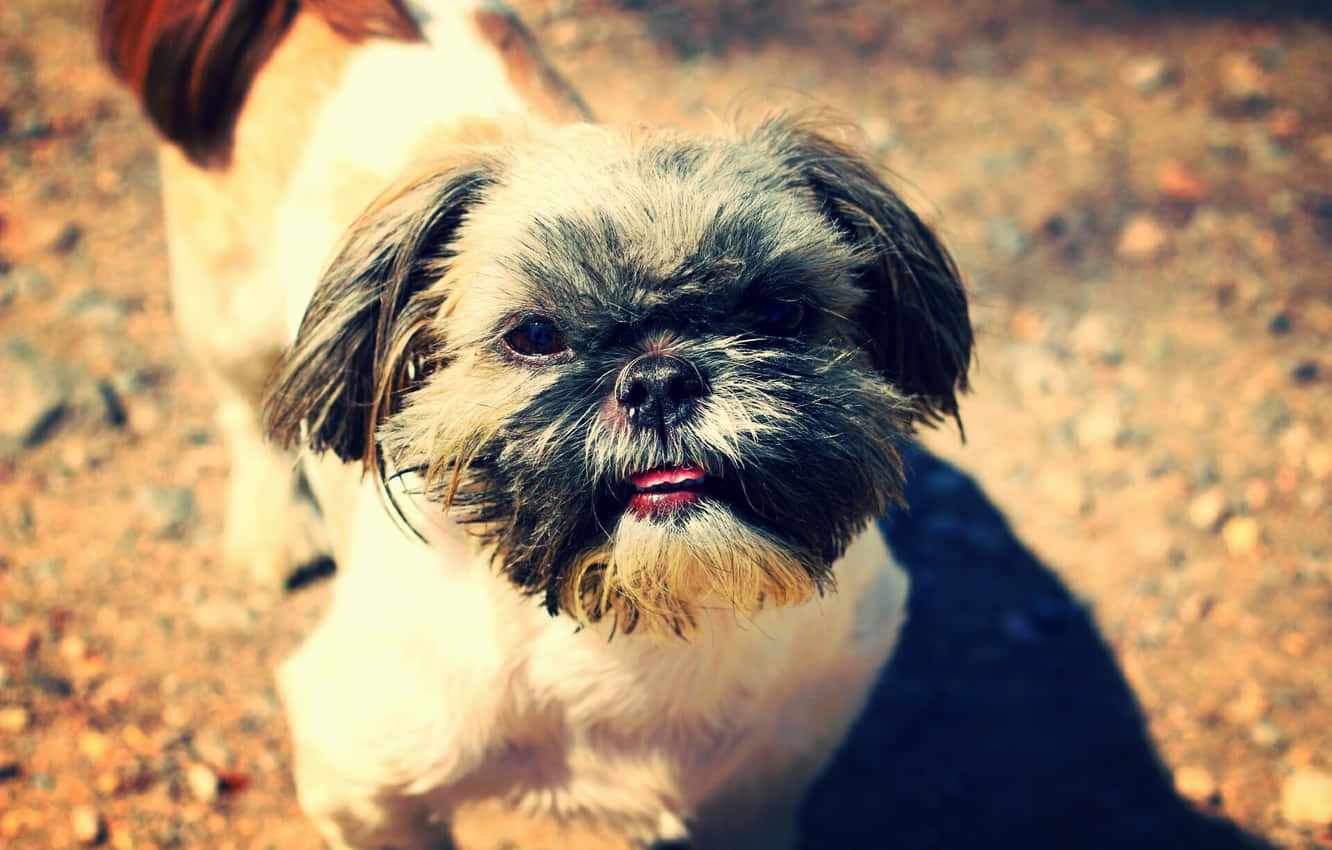 Shih Tzu, gravel, warm sunlight, HD Desktop Wallpaper