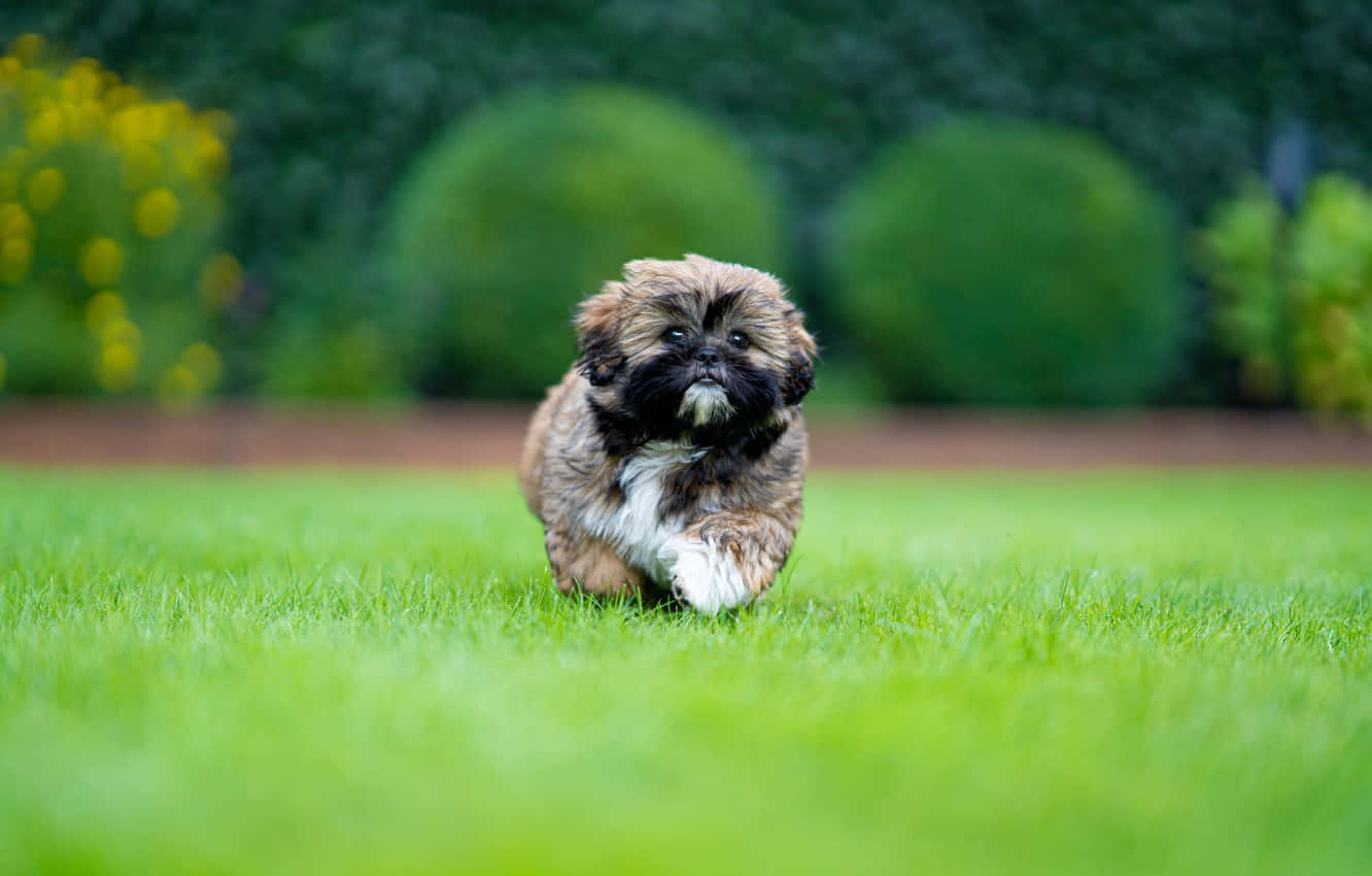 Shih Tzu, brown fur, puppy, HD Desktop Wallpaper