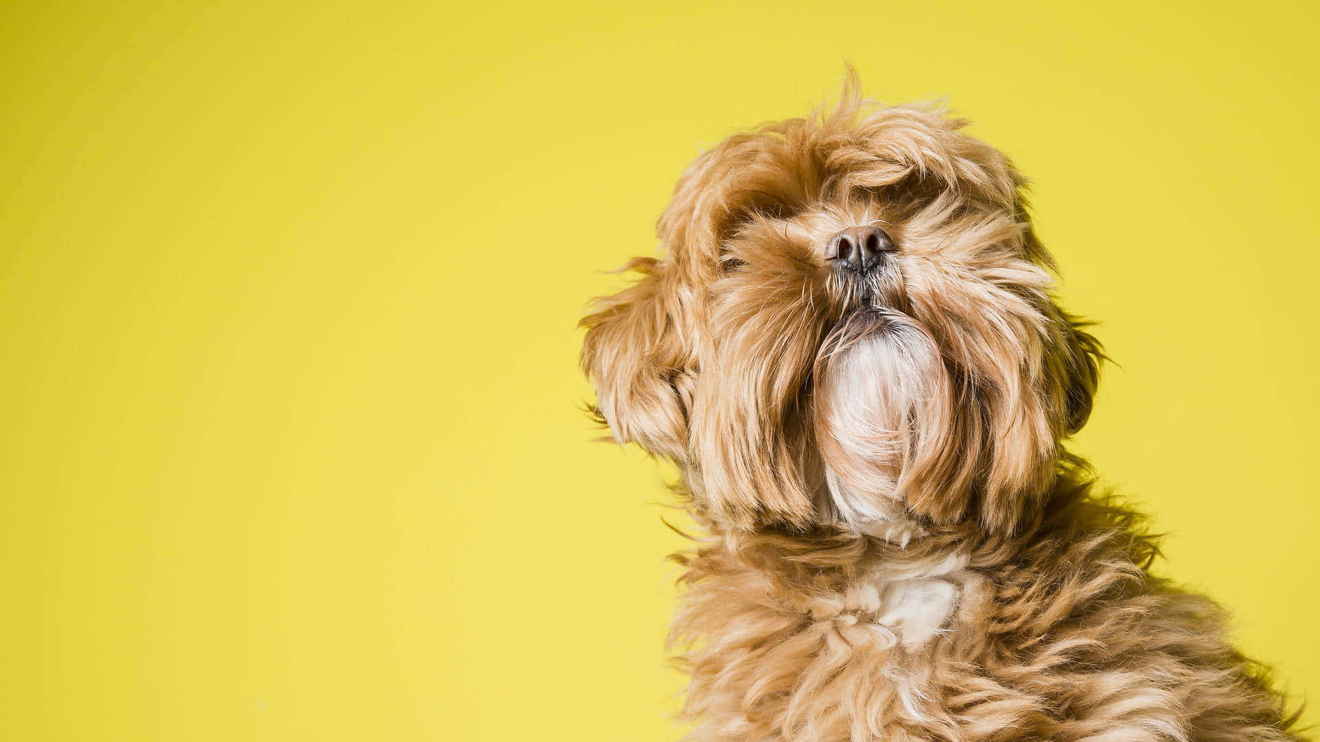 Shih Tzu, brown fur, white chest, Full HD Desktop Wallpaper