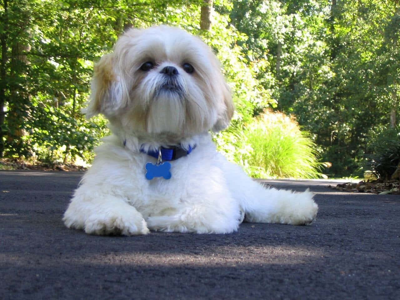 Shih Tzu, fluffy white, blue bone tag, HD Desktop Wallpaper