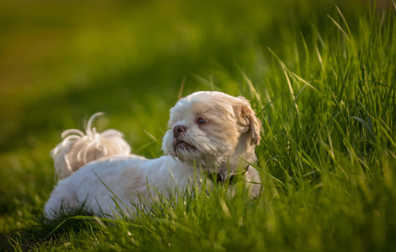Shih Tzu, white fur, vibrant green grass, HD Desktop Wallpaper