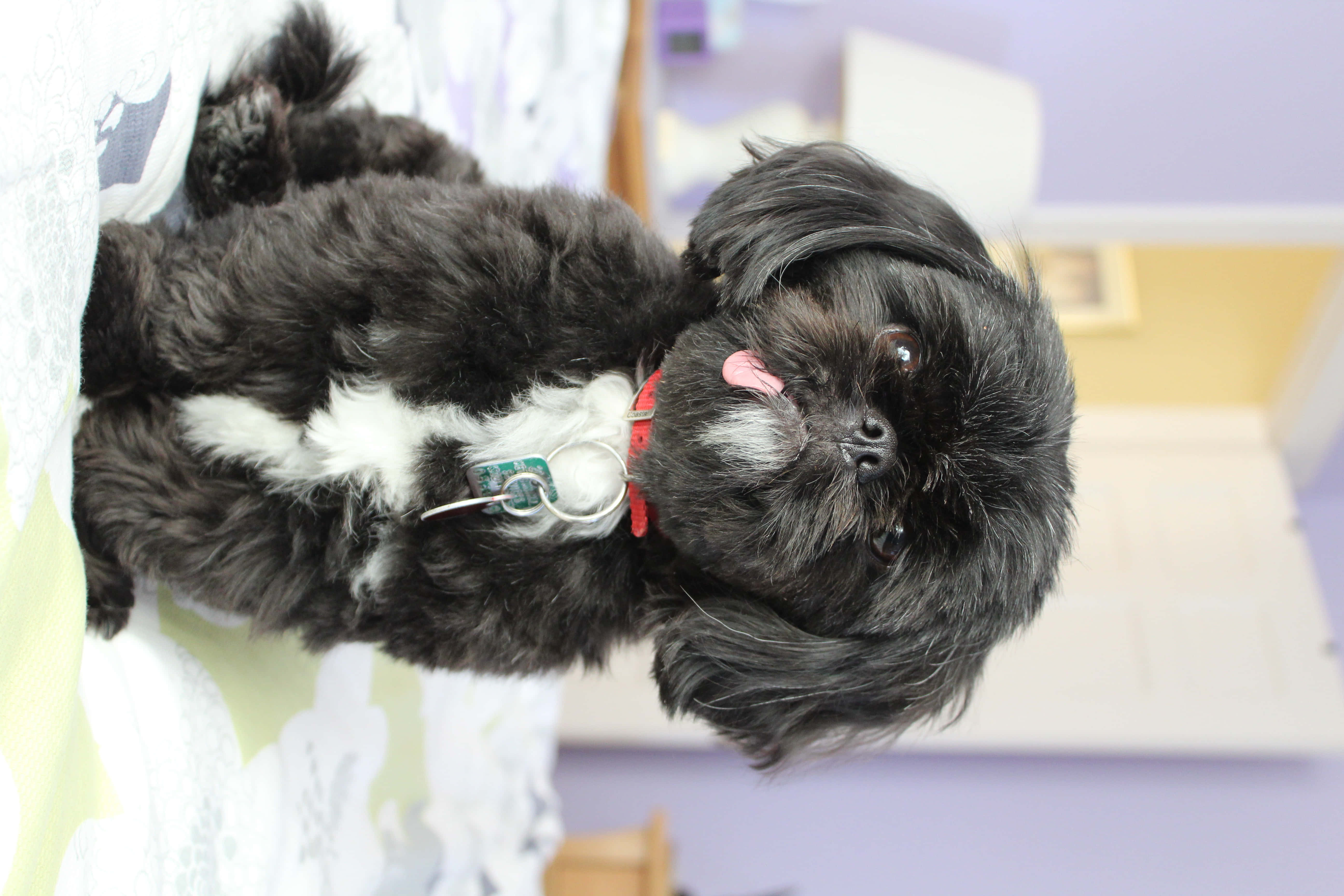Shih Tzu, black fur, fluffy dog, 5K Desktop Wallpaper