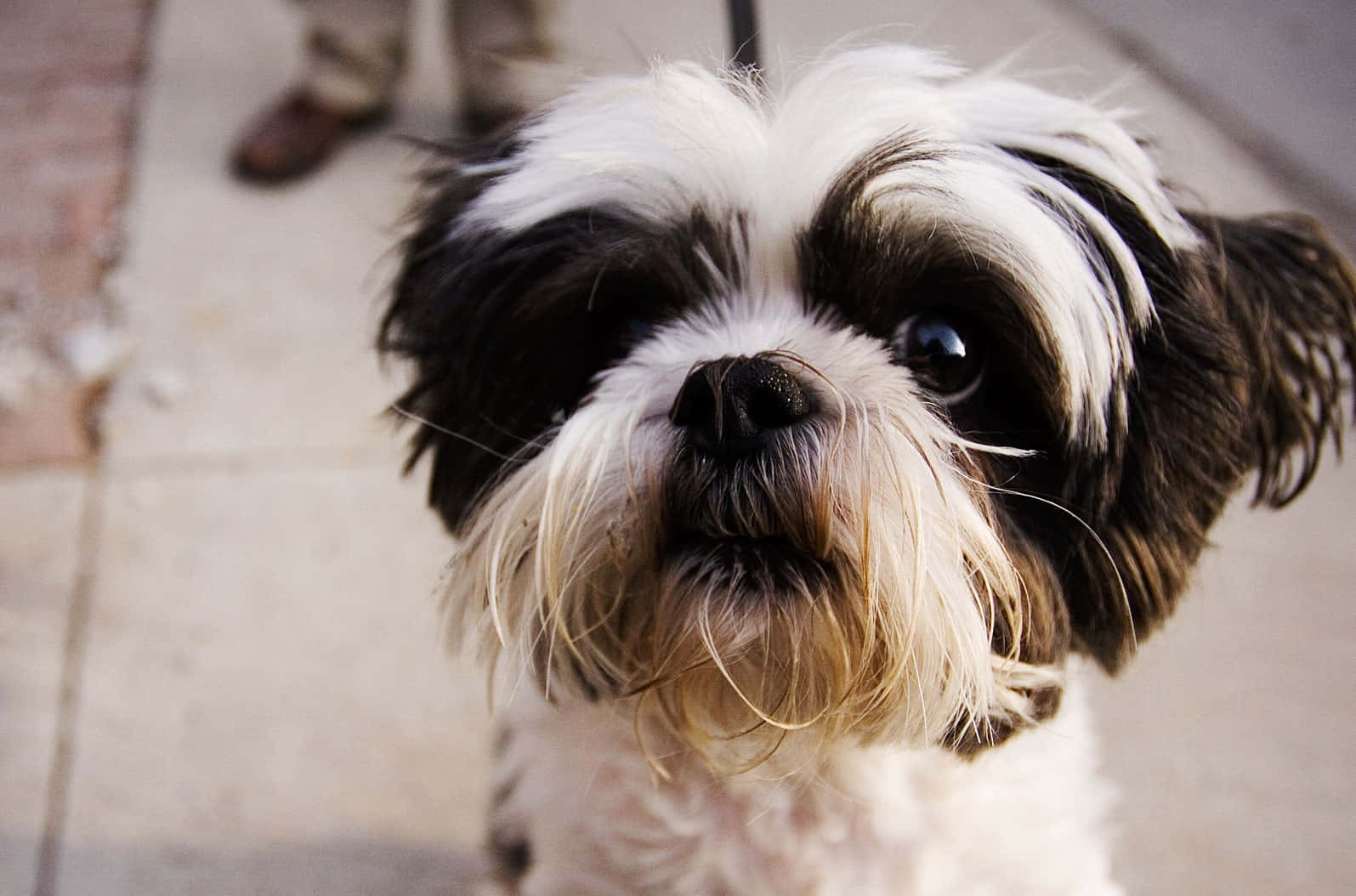 Shih Tzu, fluffy black and white dog, expressive eyes, HD Desktop Wallpaper