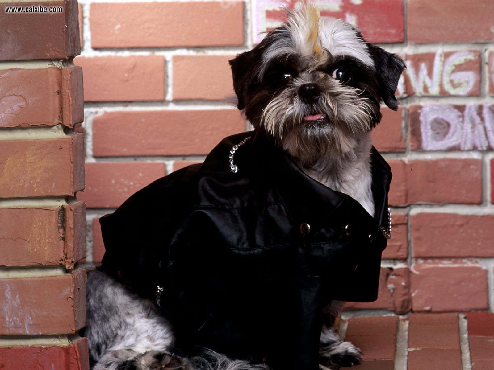 Shih Tzu, black leather jacket, red brick wall, HD Desktop Wallpaper