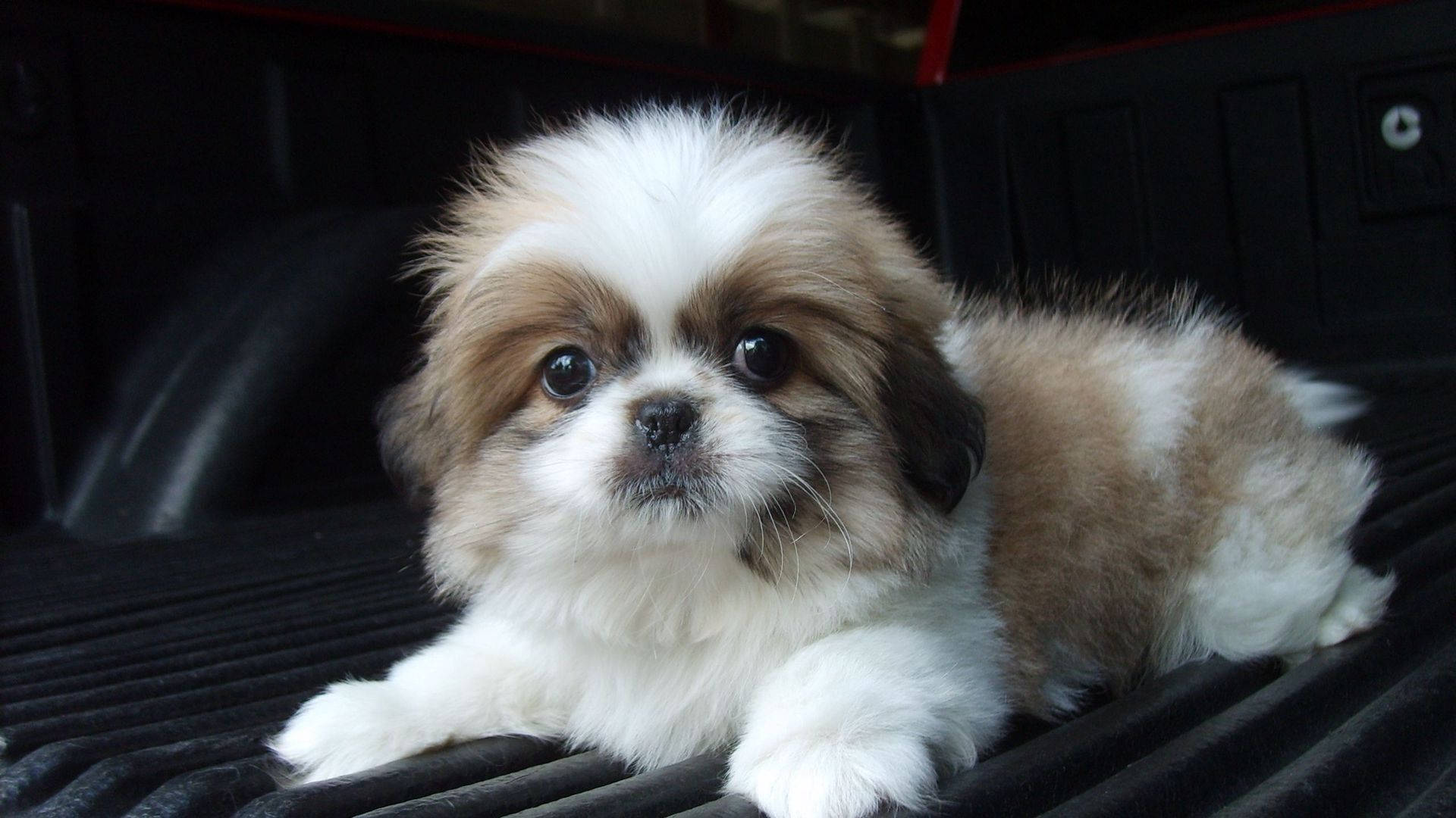 Shih tzu, baby dog, fluffy white and tan puppy, Full HD Desktop Wallpaper