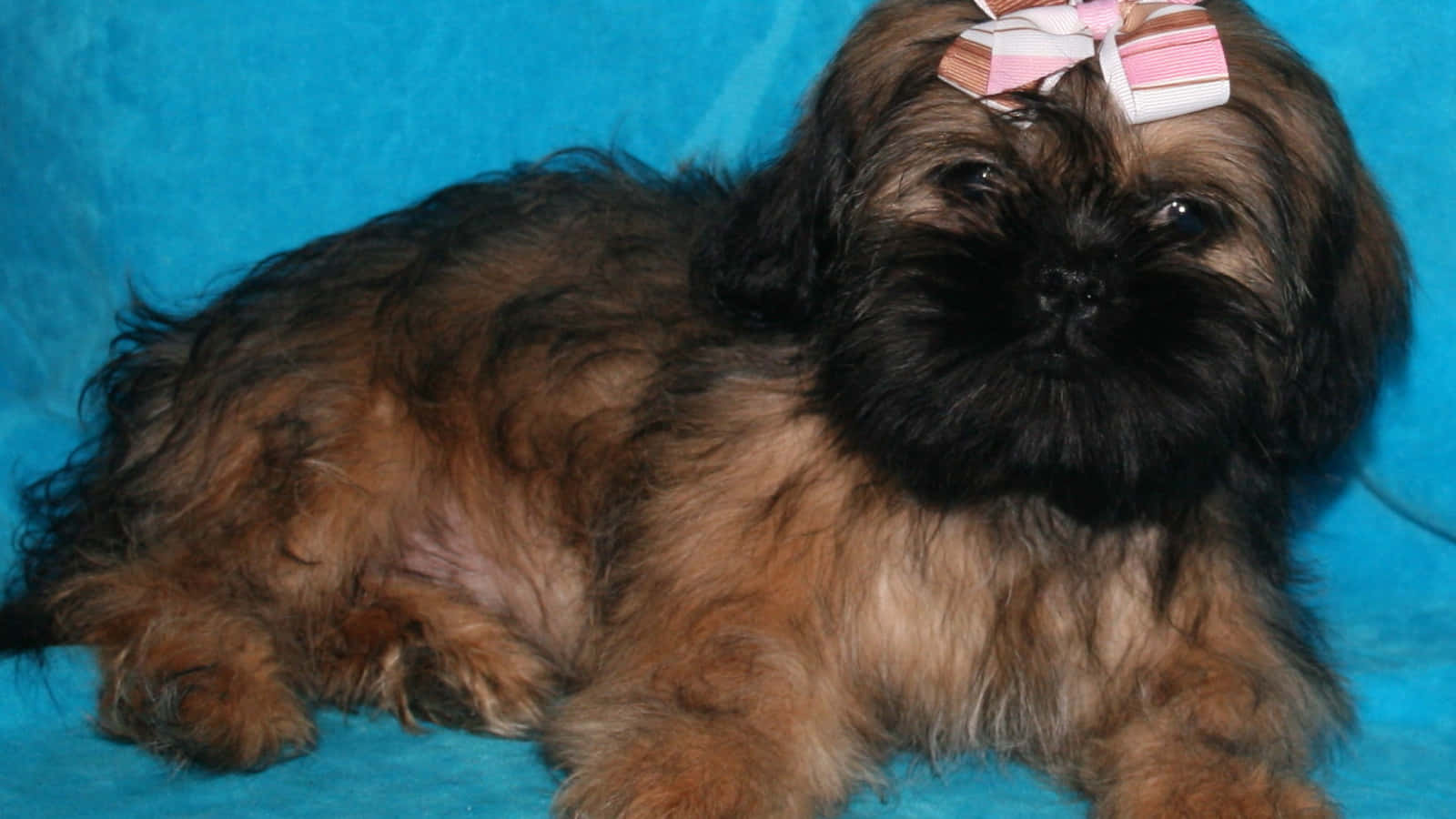 Shih Tzu, brown and black hair, pink bow, HD Desktop Wallpaper