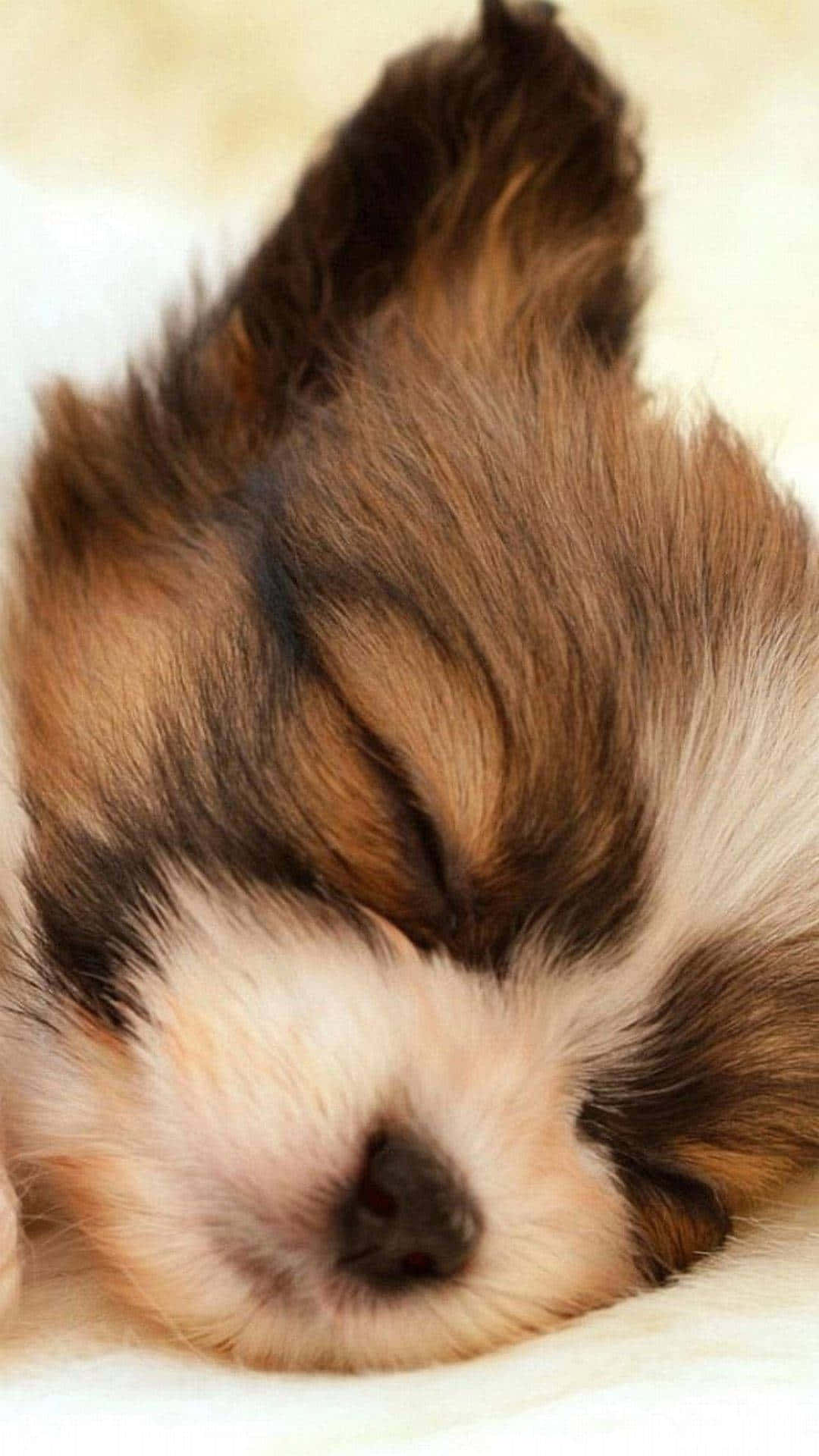 Shih Tzu, brown and white fur, sleeping, Full HD Phone Wallpaper