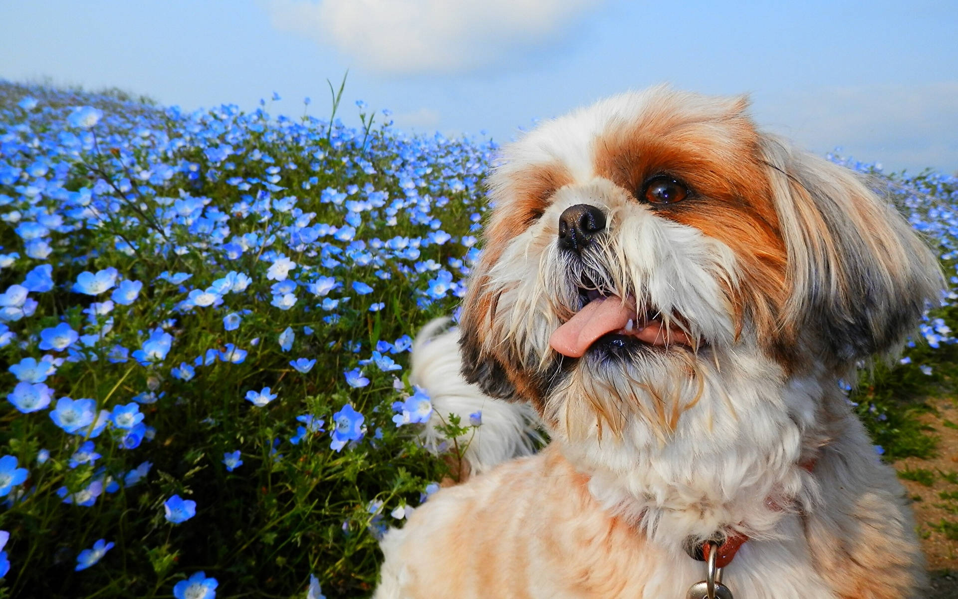 Shih Tzu, fluffy shih tzu dog, vibrant blue flowers, Full HD Desktop Wallpaper