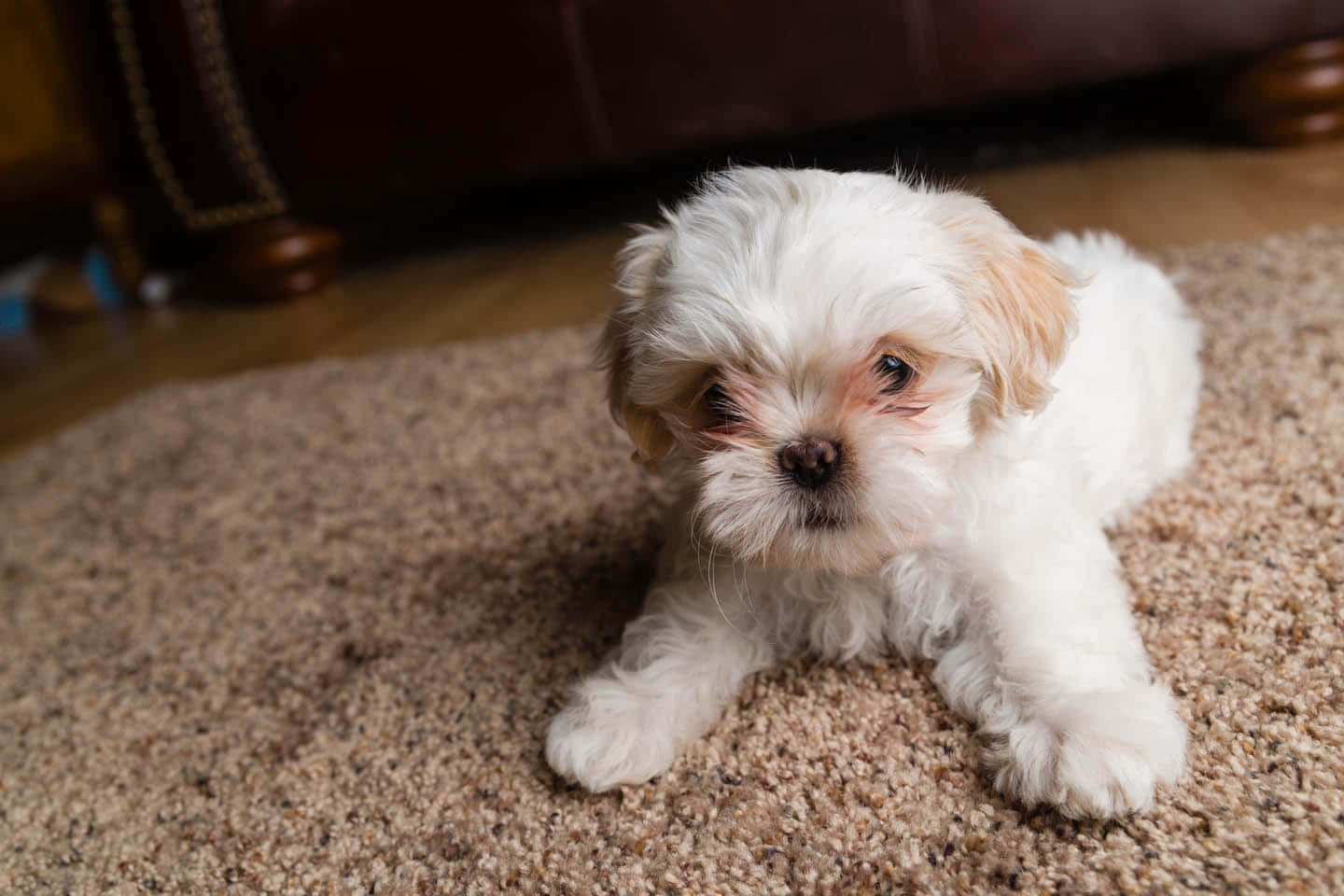 Shih Tzu, white haired puppy, beige carpet, HD Desktop Wallpaper