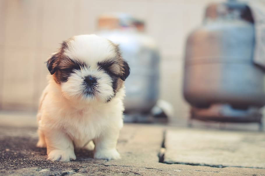 Shih Tzu, puppy, gas tank, SD Desktop Wallpaper