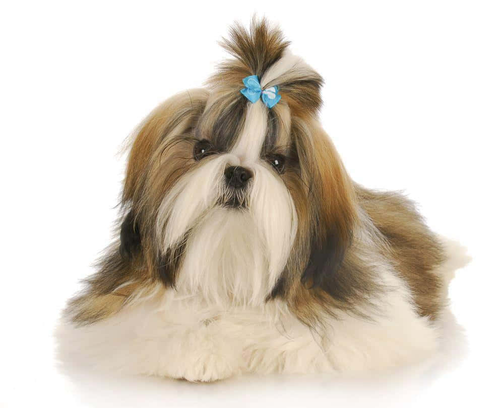 Shih Tzu, blue bow, long tied hair, SD Desktop Wallpaper