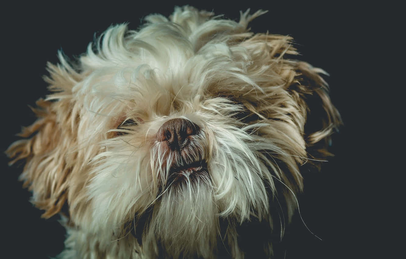 Shih Tzu, fuzzy white hair, light brown and white fur, HD Desktop Wallpaper
