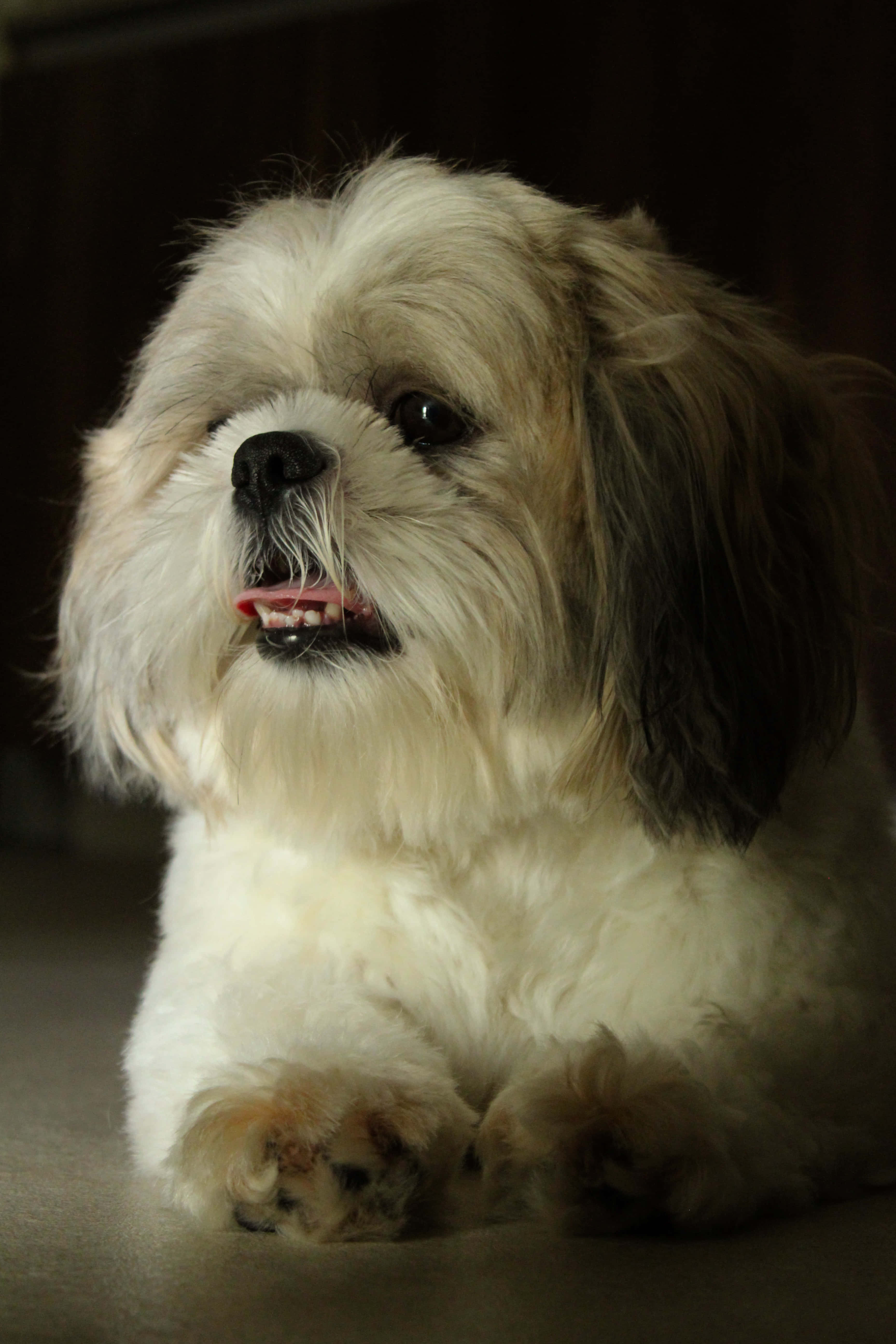 Shih Tzu, white and brown fur, fluffy, 5K Phone Wallpaper
