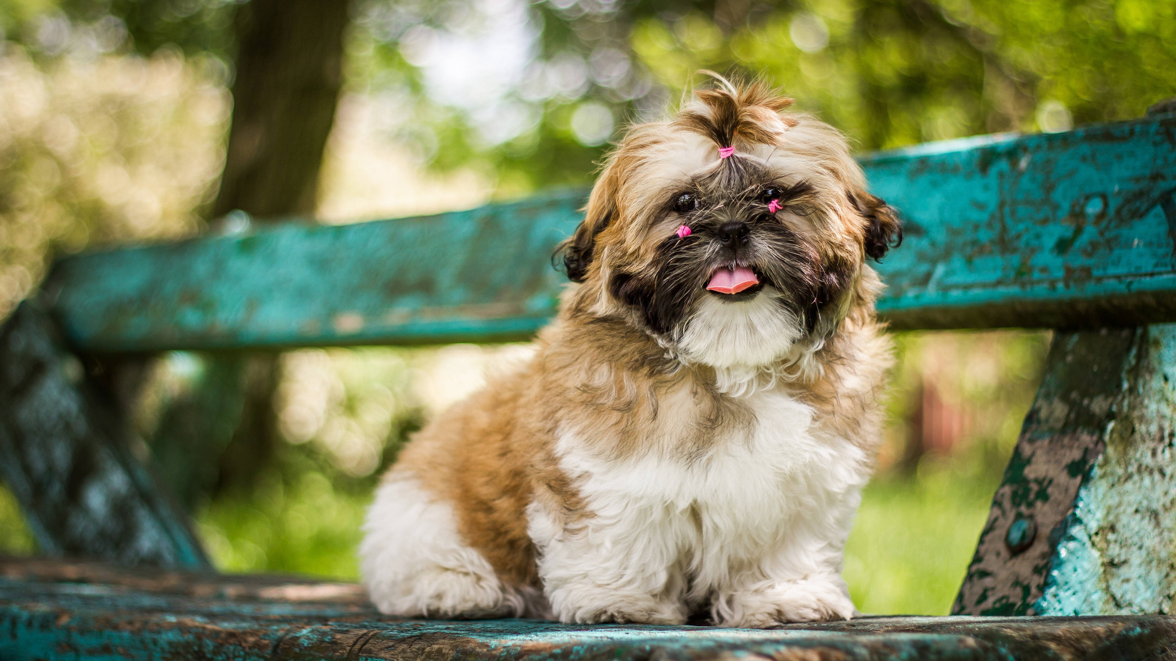 Shih Tzu, pink bow accessories, weathered teal park bench, 4K Desktop Wallpaper
