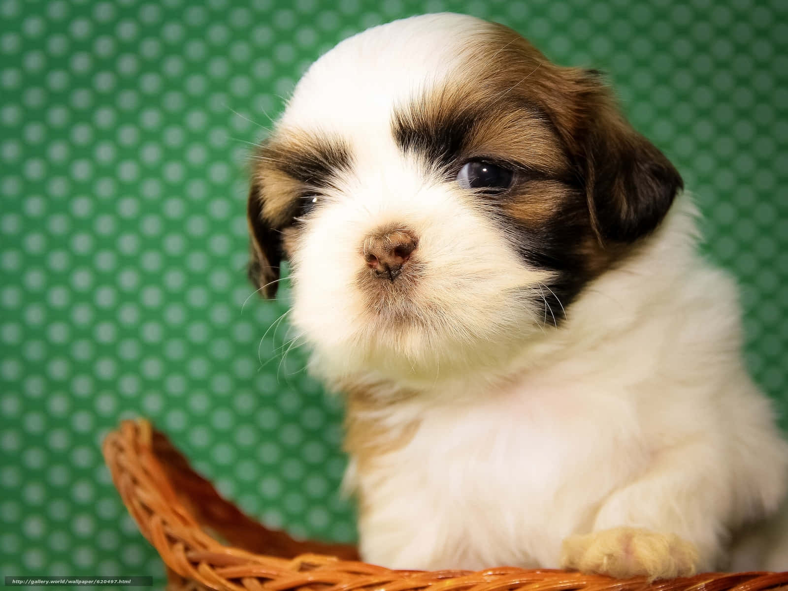 Shih Tzu, fluffy white and brown puppy, big dark eyes, HD Desktop Wallpaper