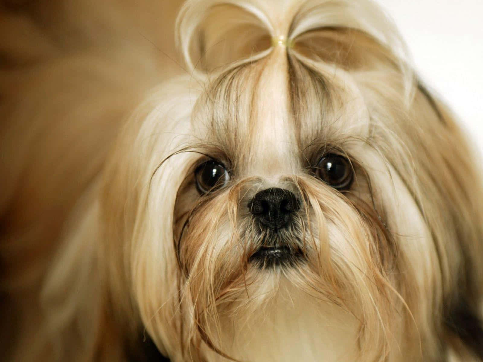 Shih Tzu, white hair, bow, HD Desktop Wallpaper